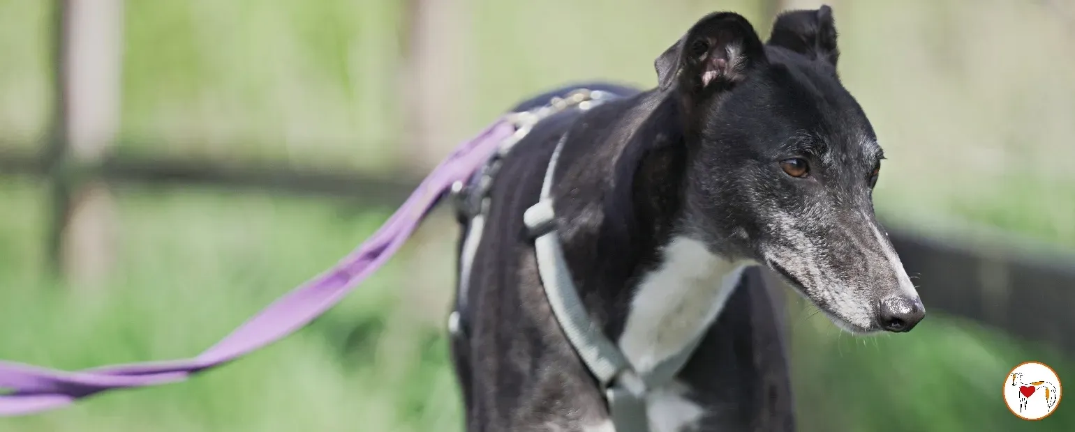 diamond grey new copertina