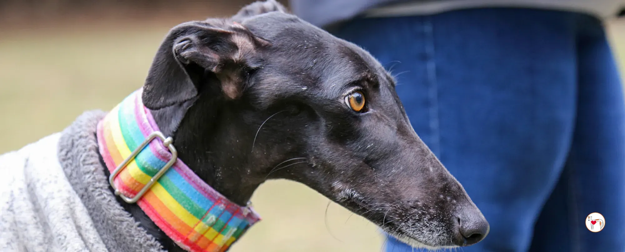 diana galgo adozione 00 copertina b