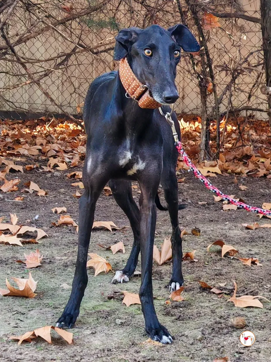 diana galgo adozione 01