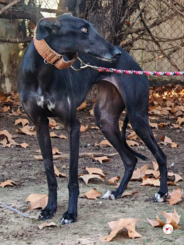 diana galgo adozione 02