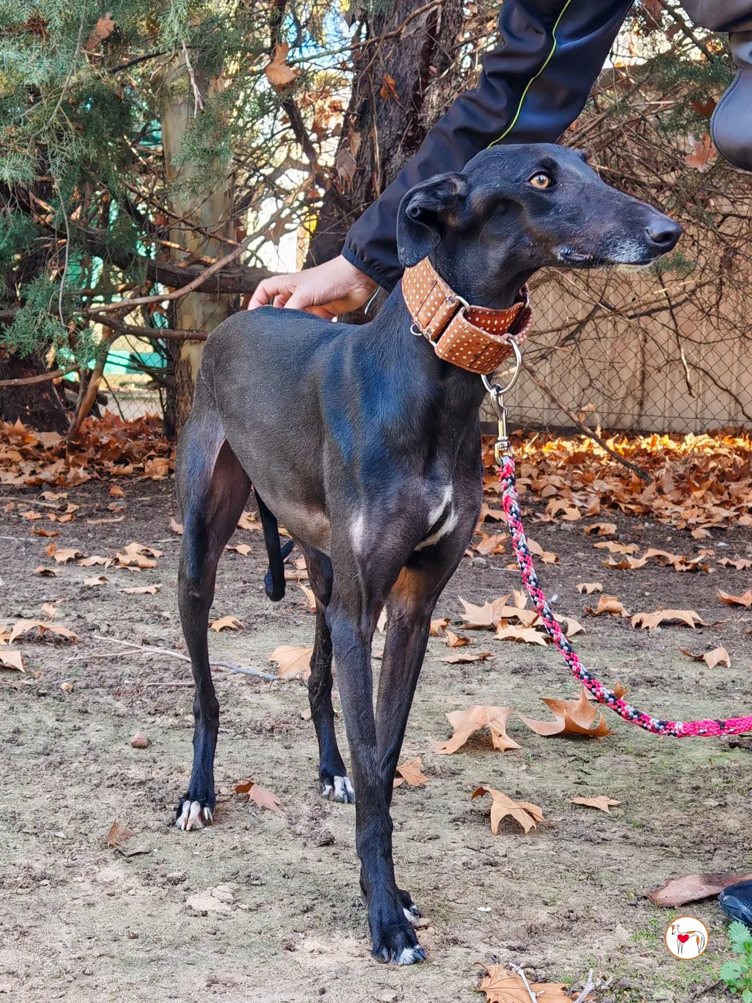 diana galgo adozione 03