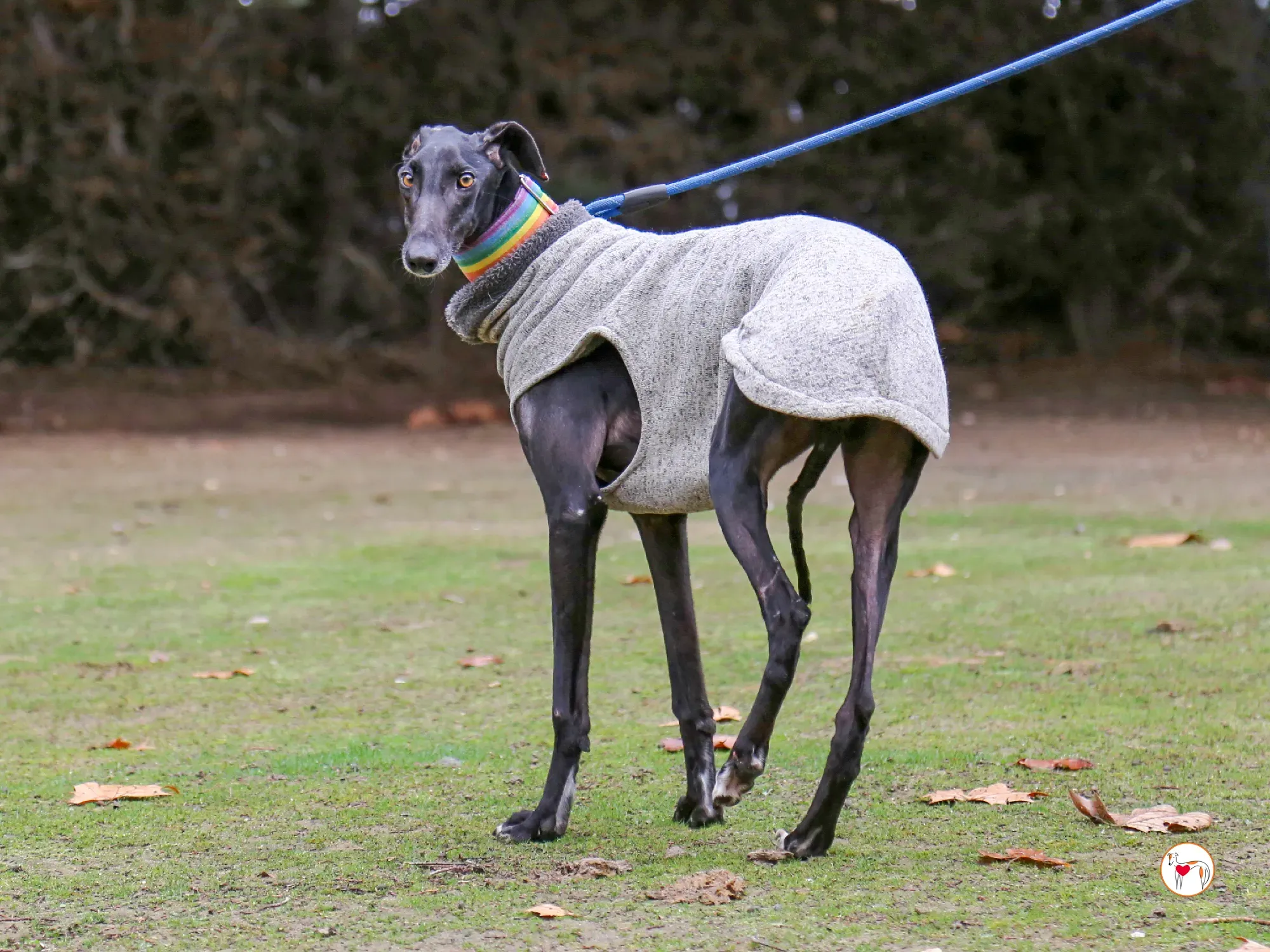 diana galgo adozione 04