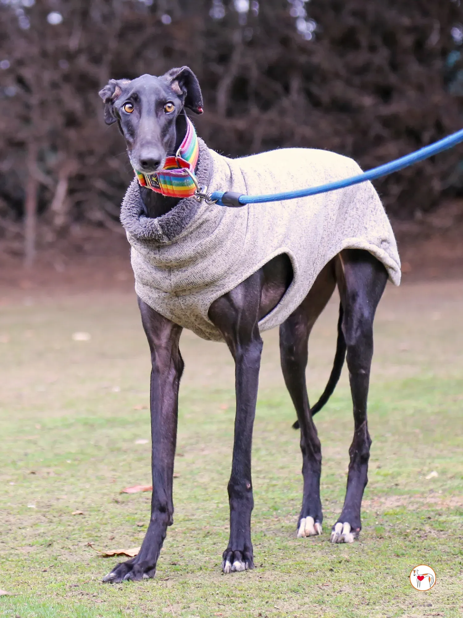 diana galgo adozione 05