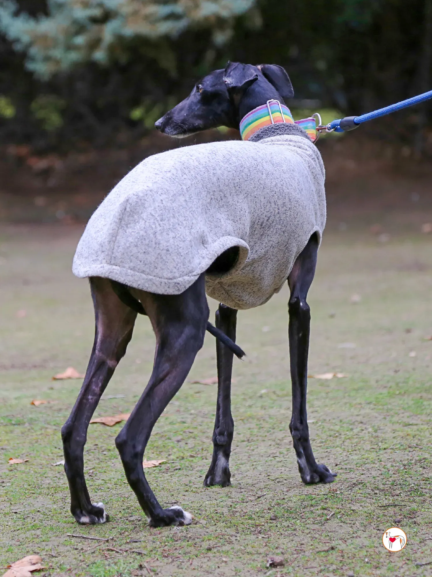 diana galgo adozione 06