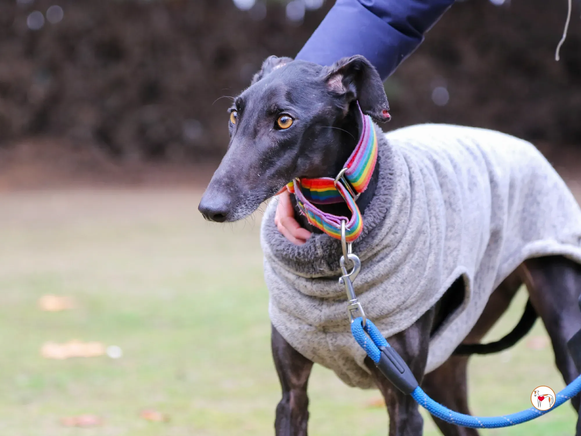 diana galgo adozione 07