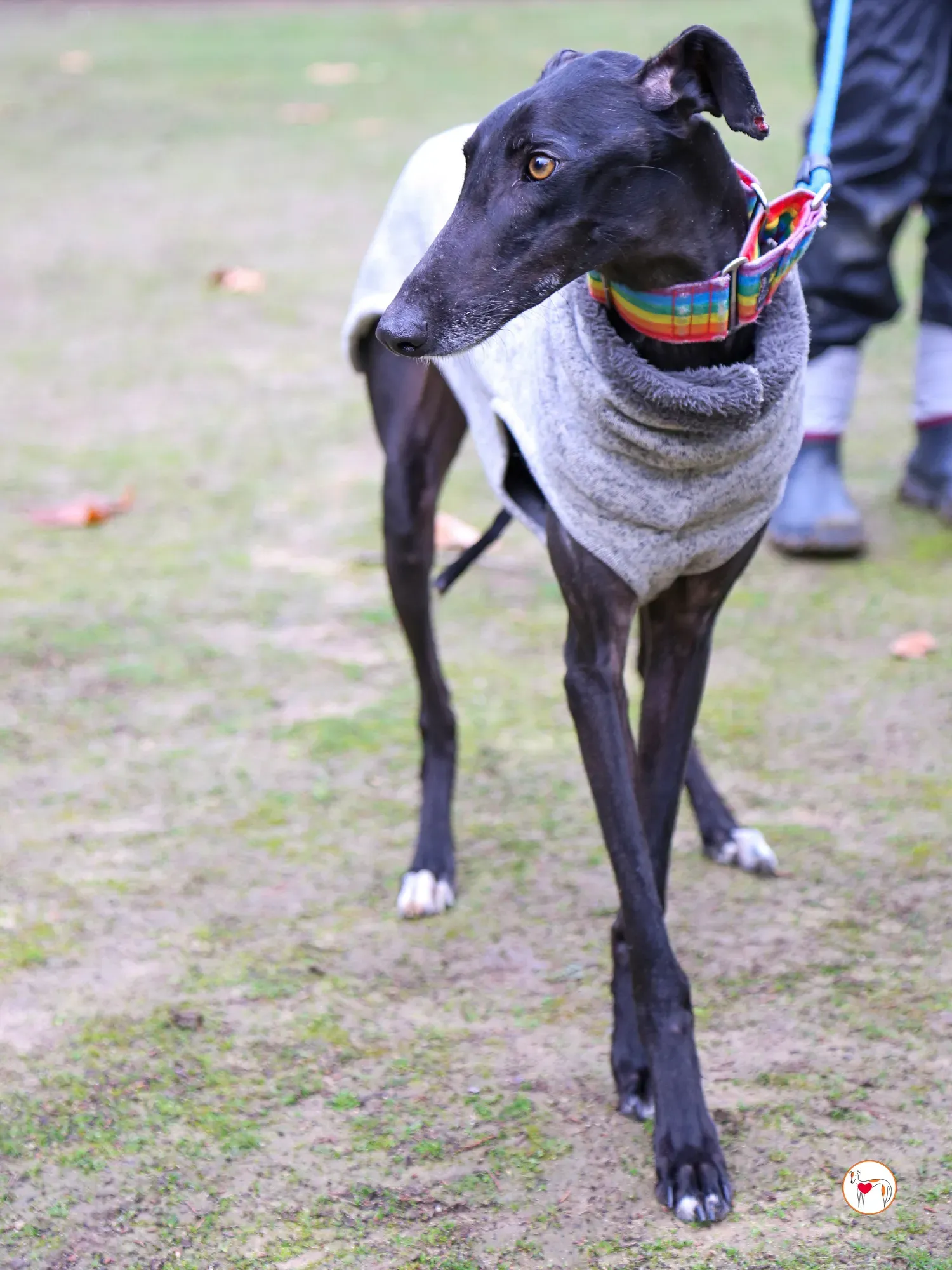 diana galgo adozione 08