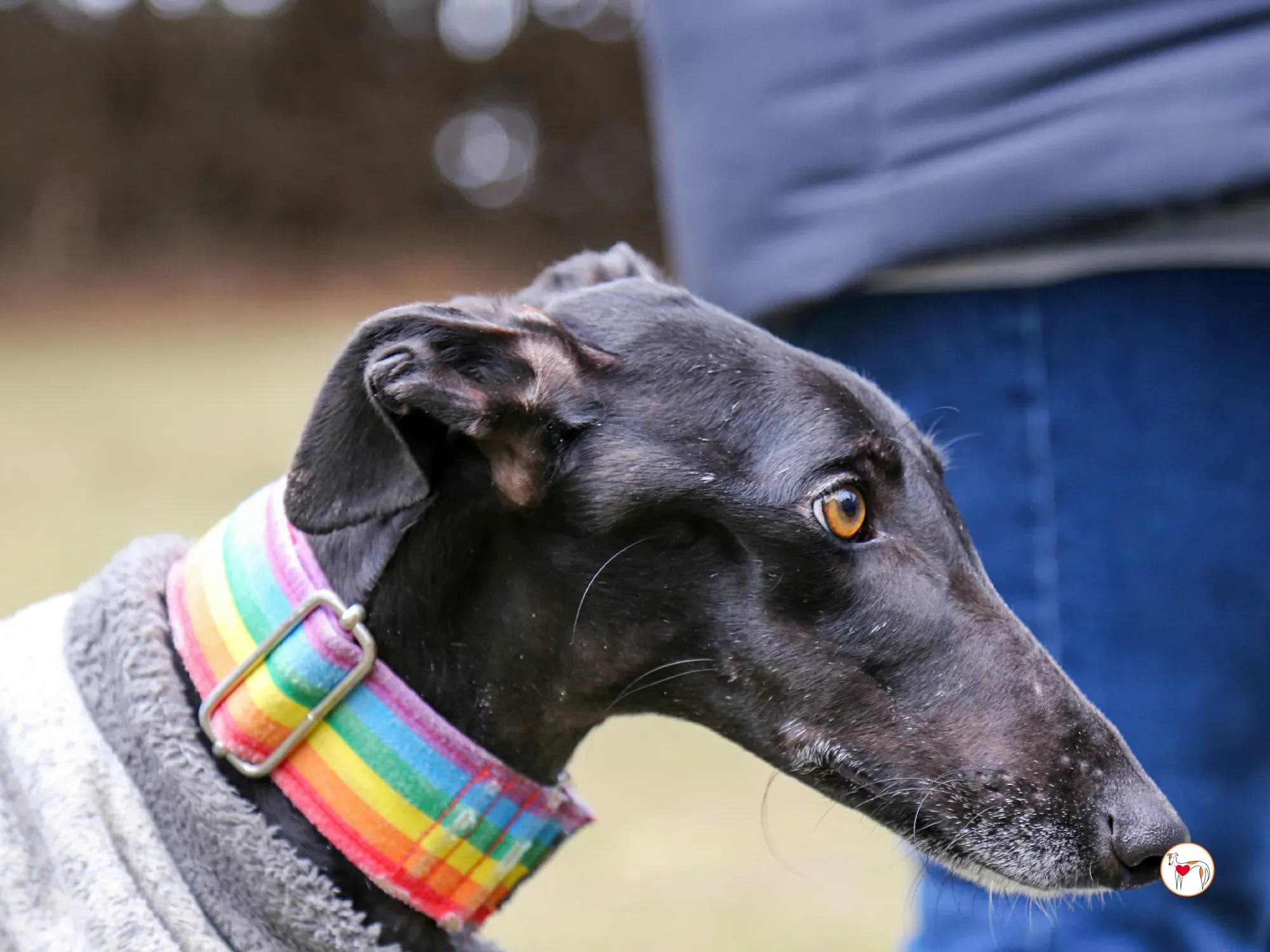 diana galgo adozione 09