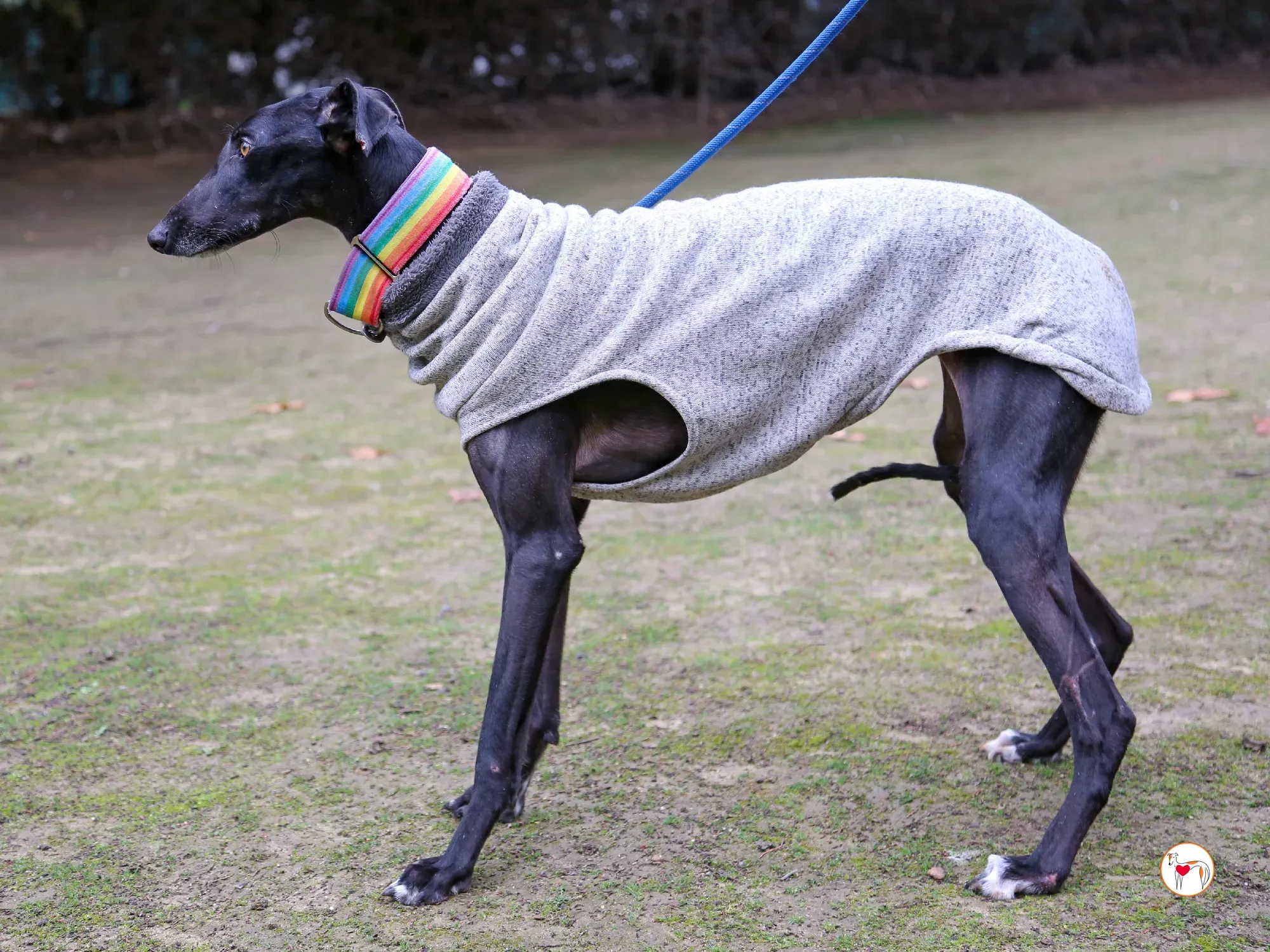 diana galgo adozione 10