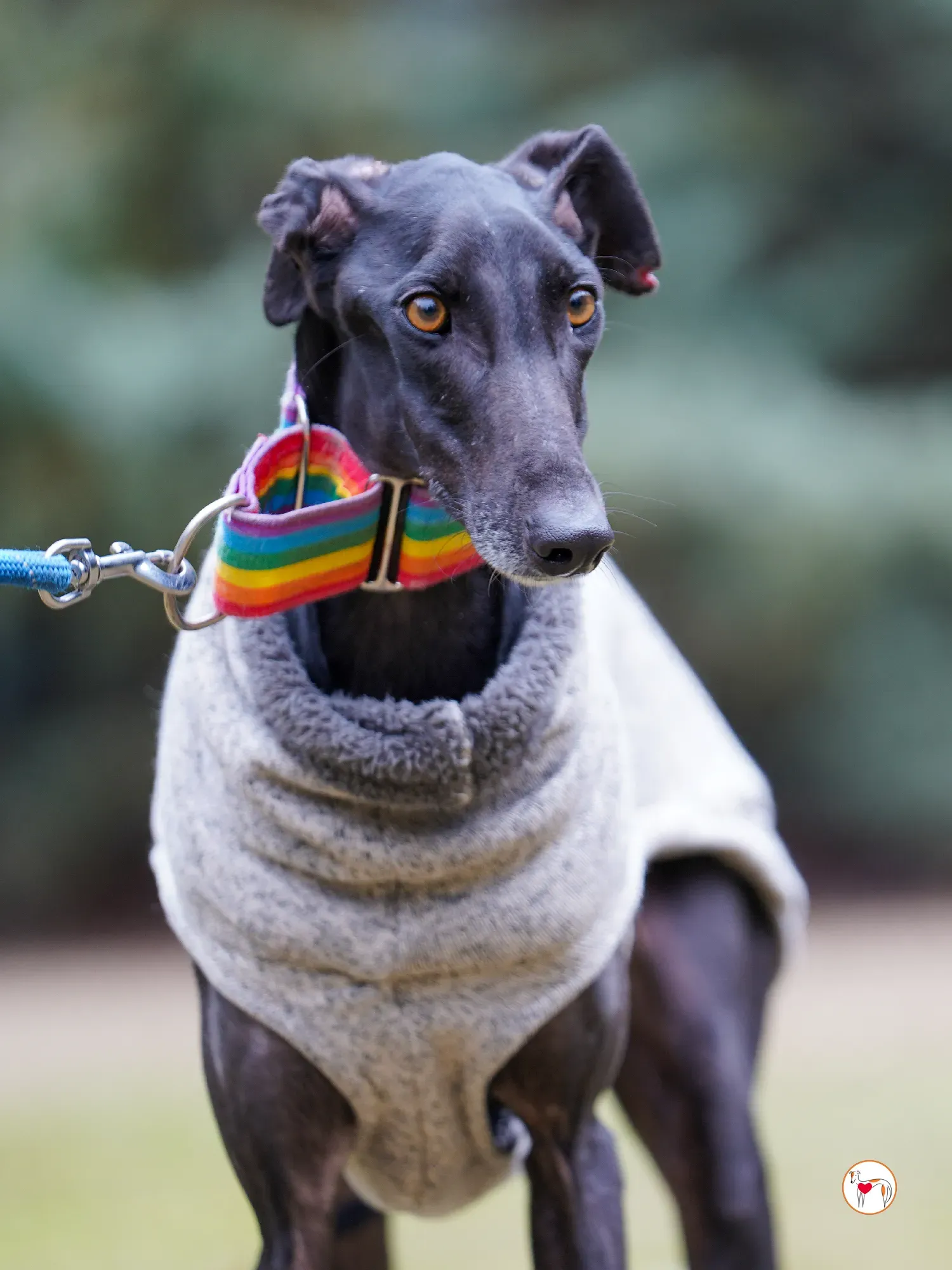 diana galgo adozione 11