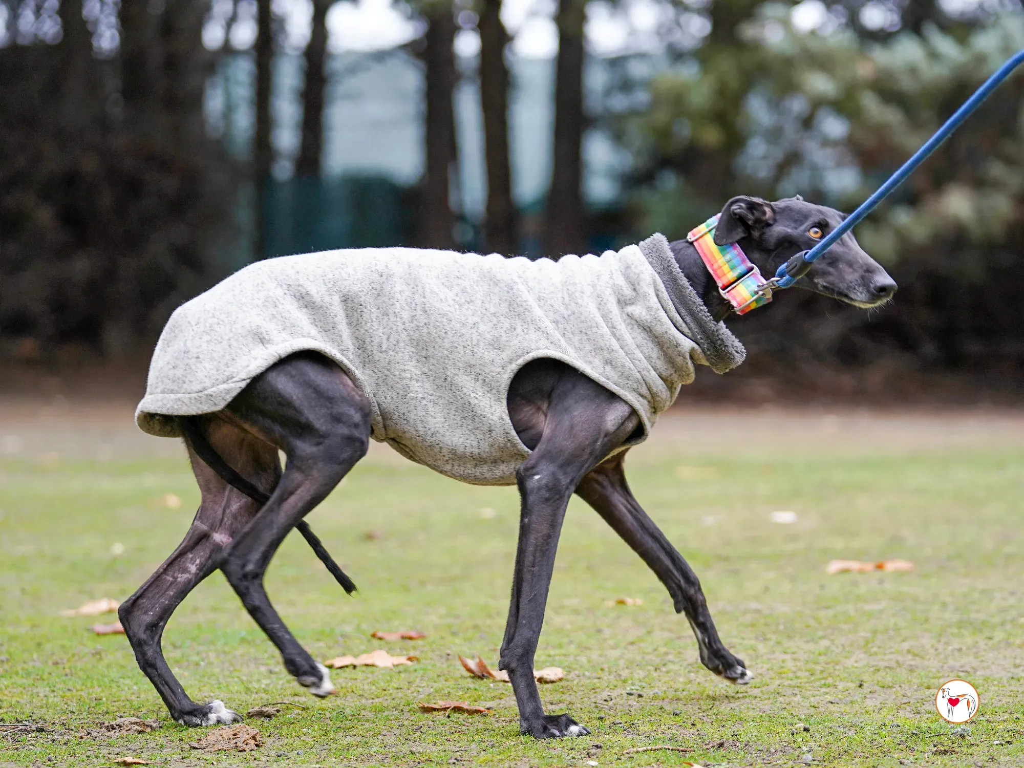 diana galgo adozione 12