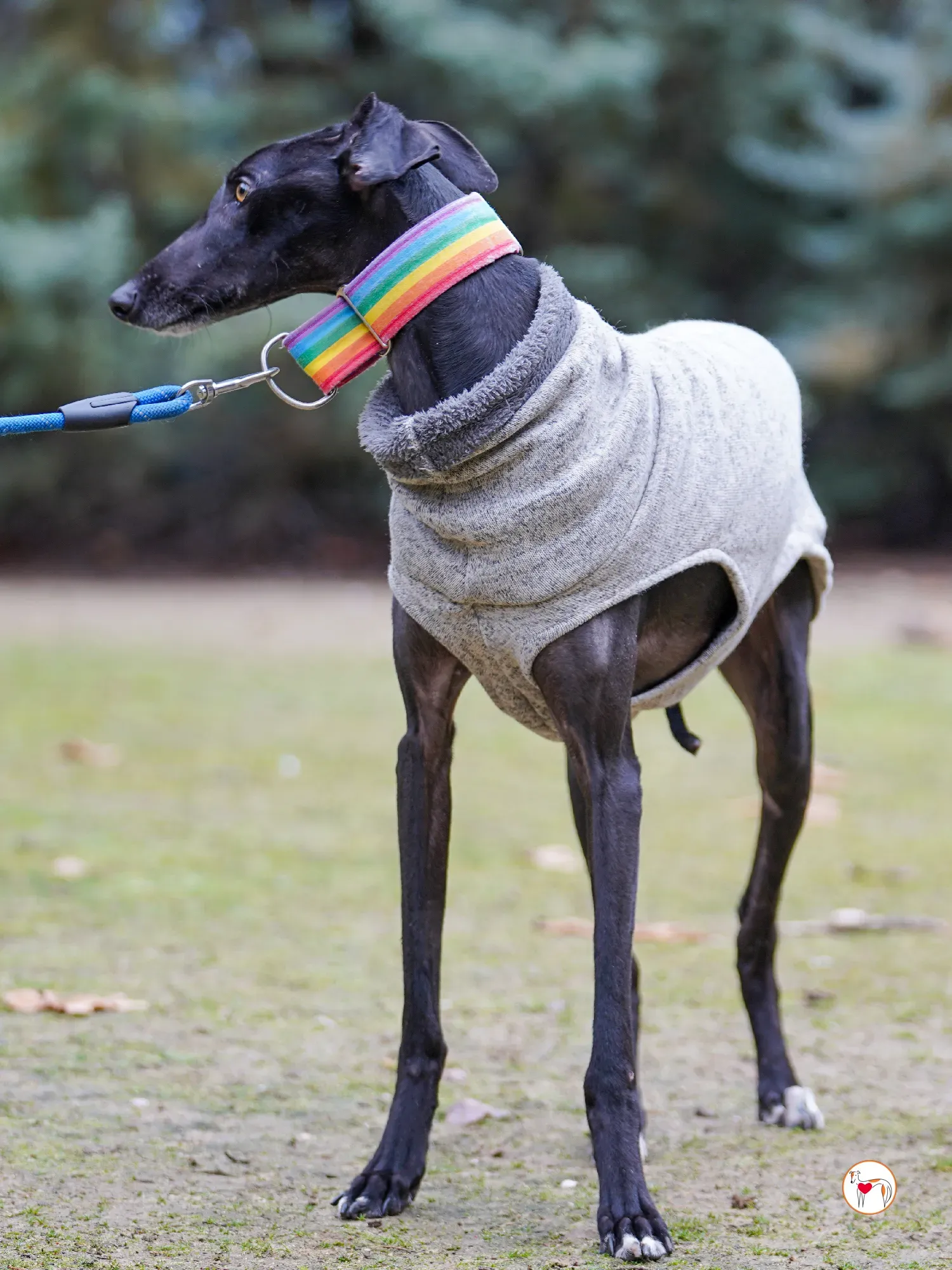 diana galgo adozione 13