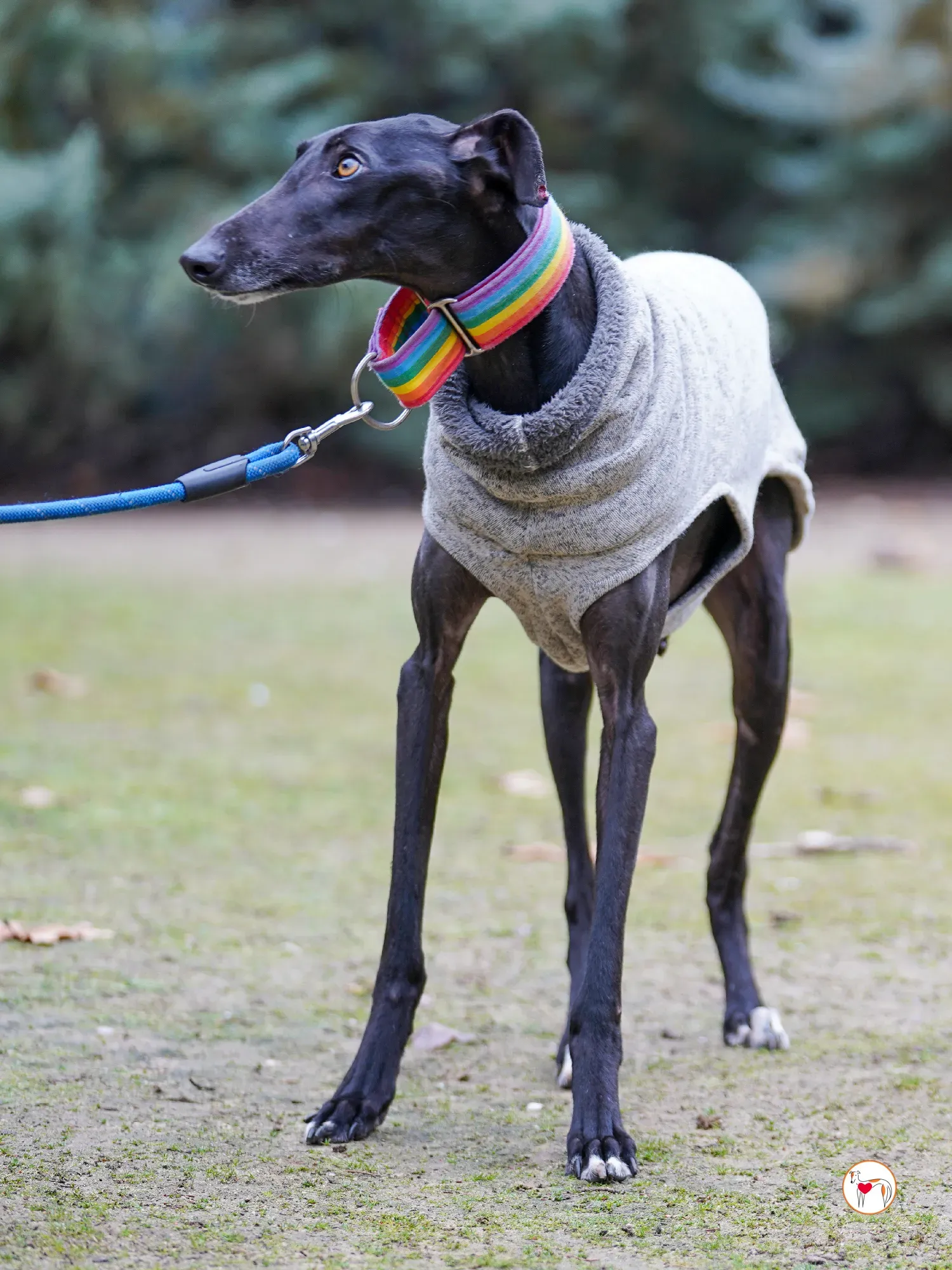 diana galgo adozione 14