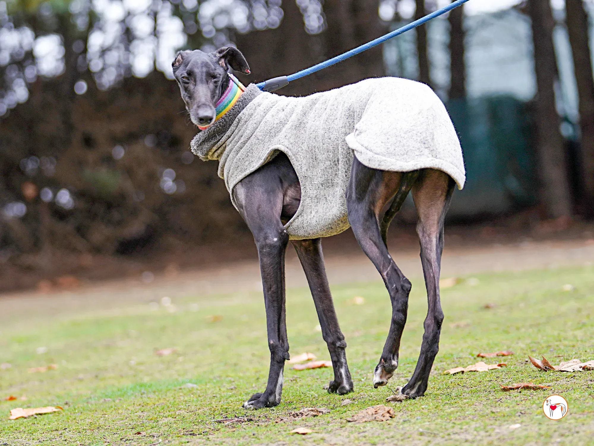 diana galgo adozione 15