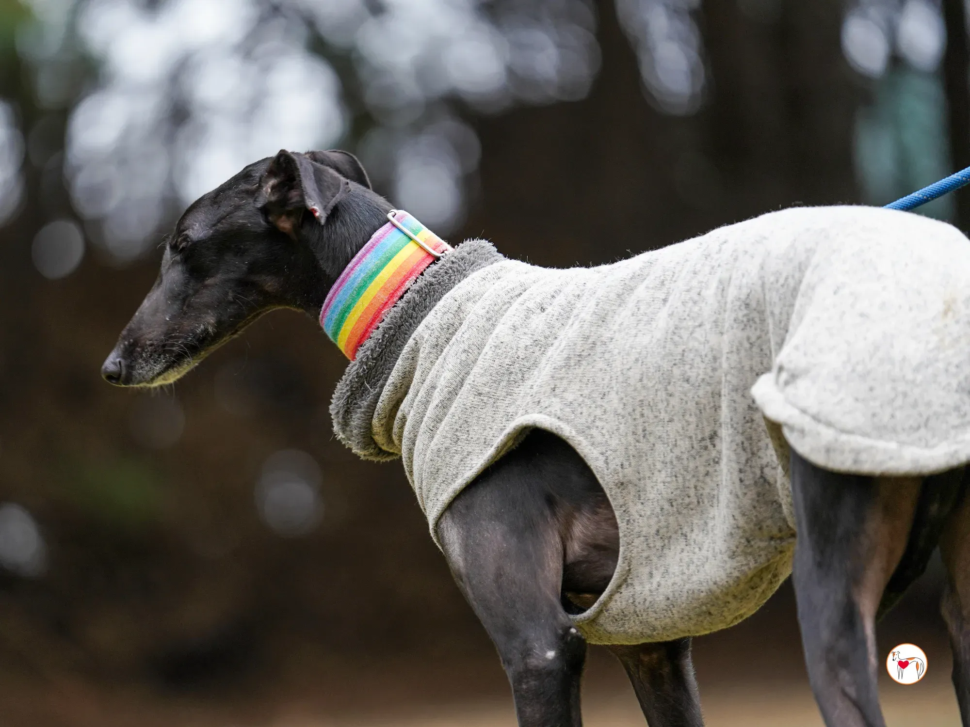 diana galgo adozione 16