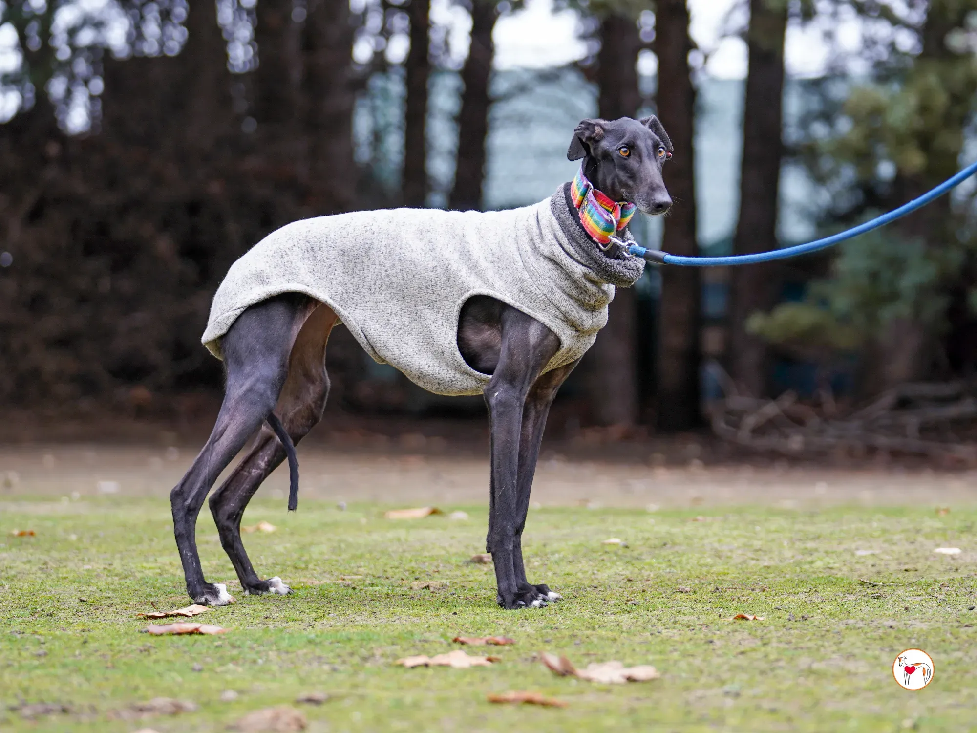 diana galgo adozione 17