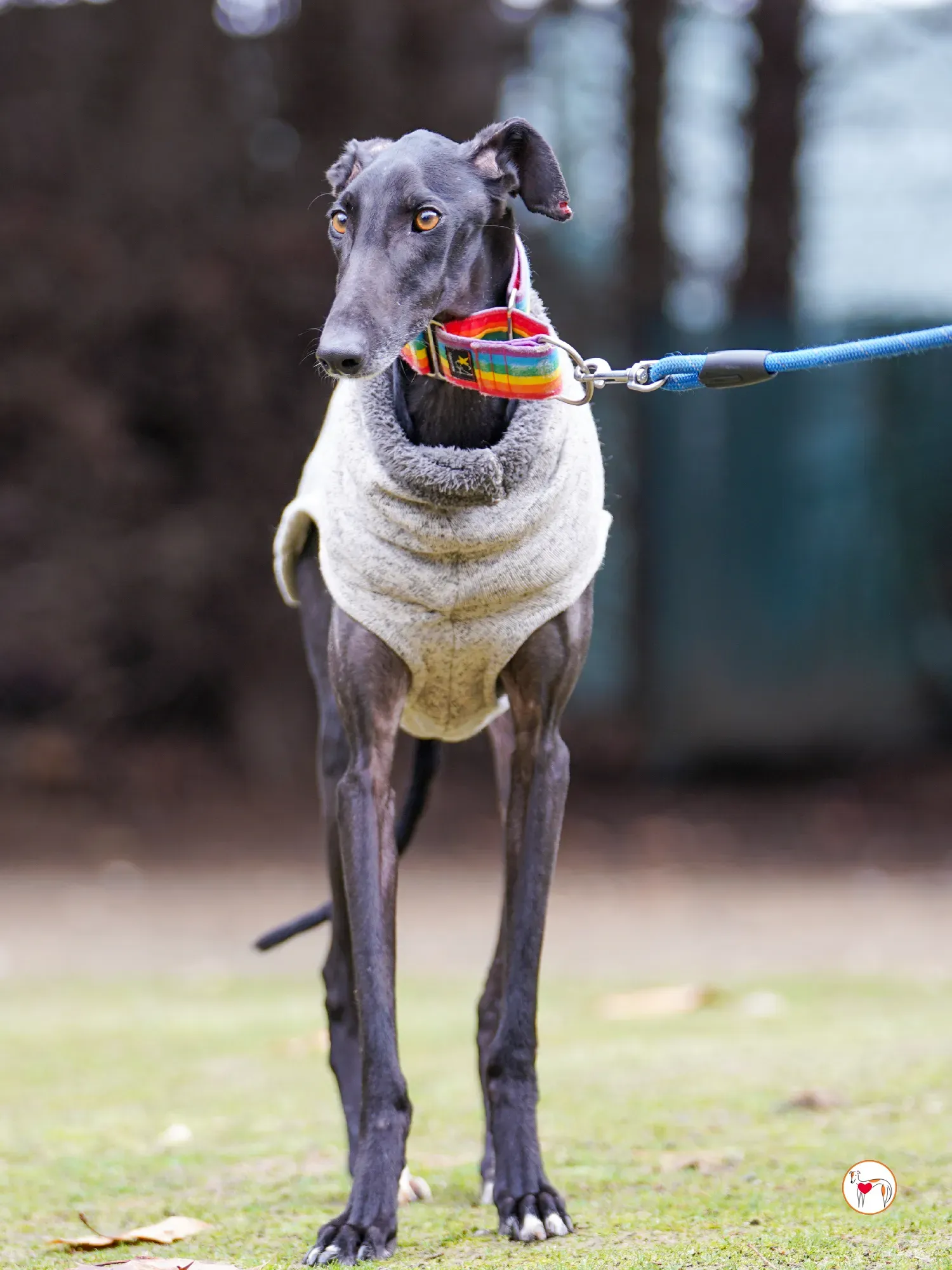 diana galgo adozione 18