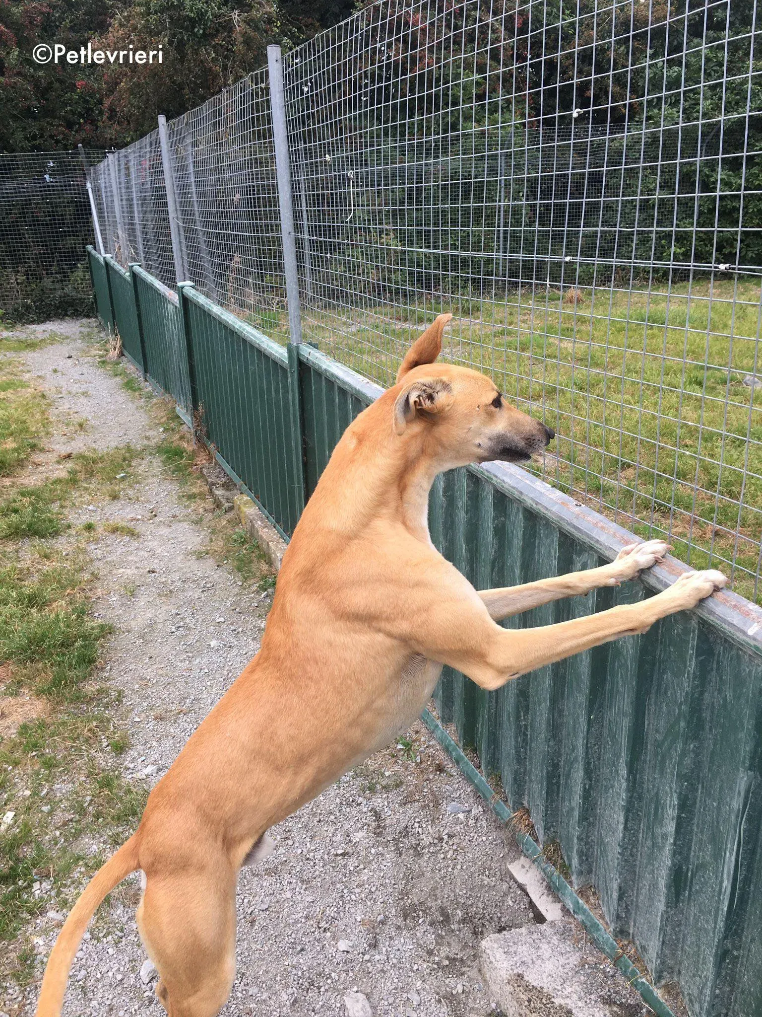 dinny adozione levrieri greyhound lurcher 1