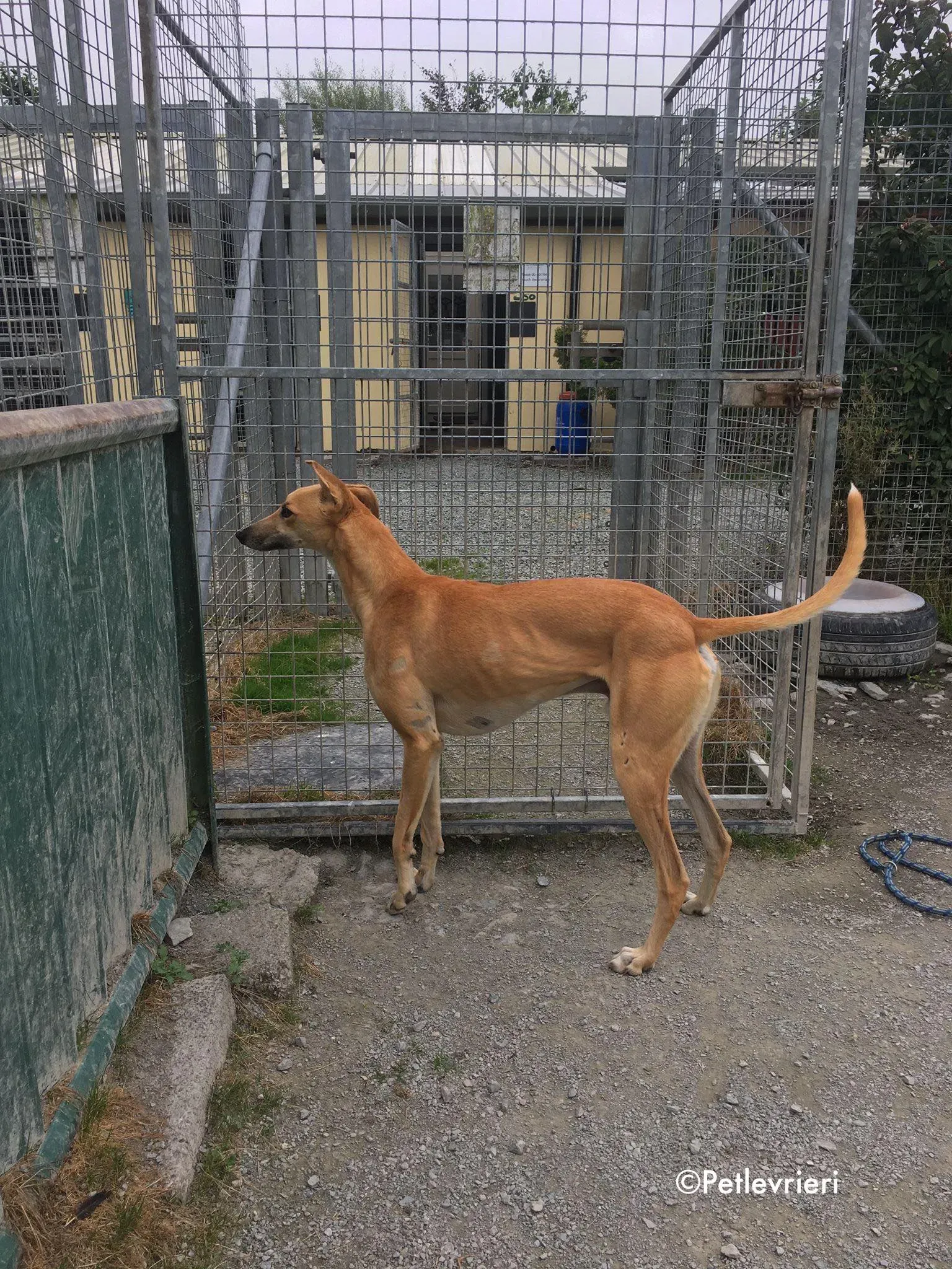 dinny adozione levrieri greyhound lurcher 2