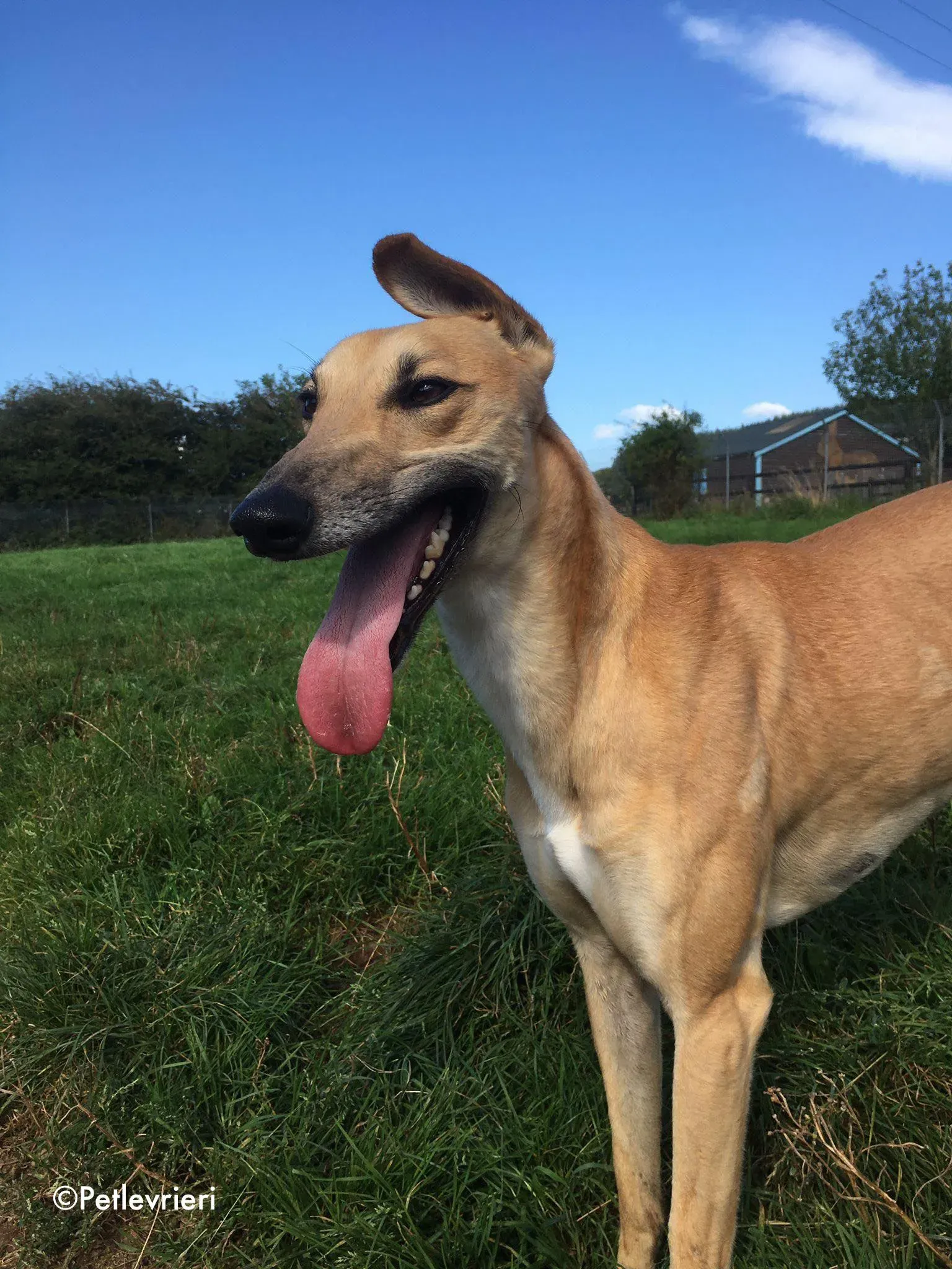 dinny adozione levrieri greyhound lurcher 3