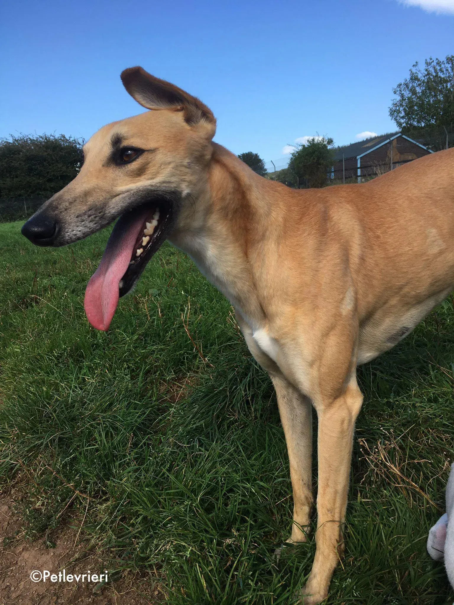 dinny adozione levrieri greyhound lurcher 4