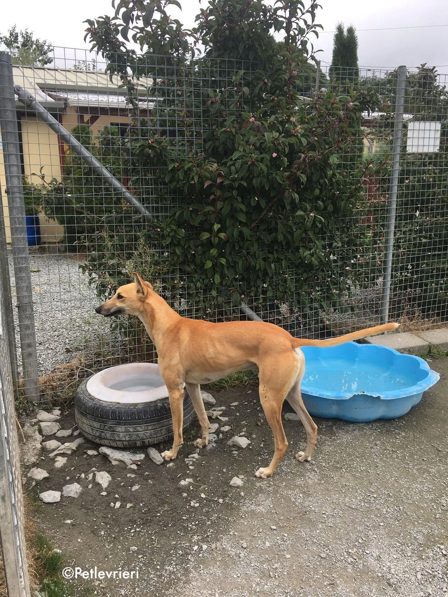 dinny adozione levrieri greyhound lurcher 5