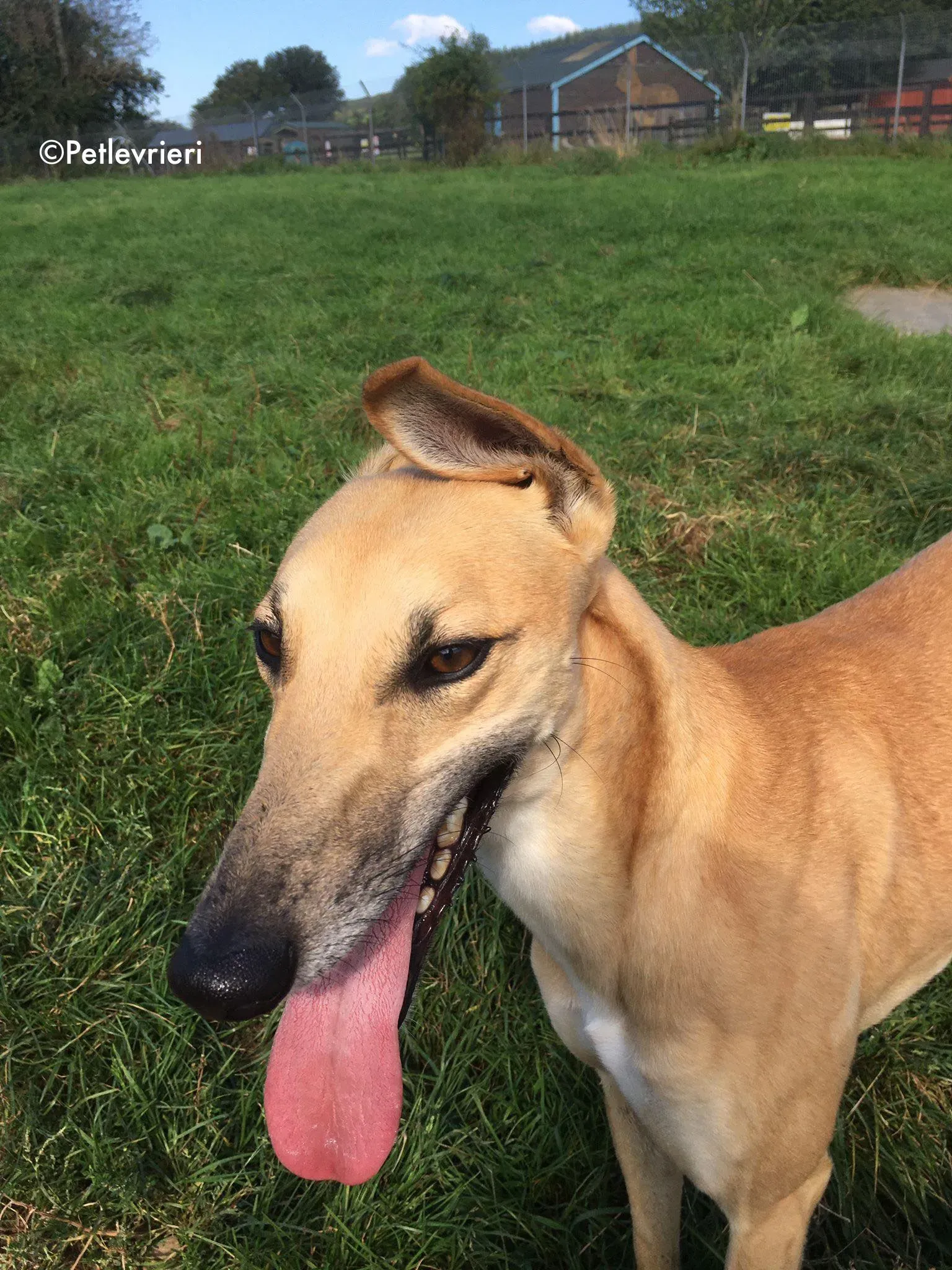 dinny adozione levrieri greyhound lurcher 6