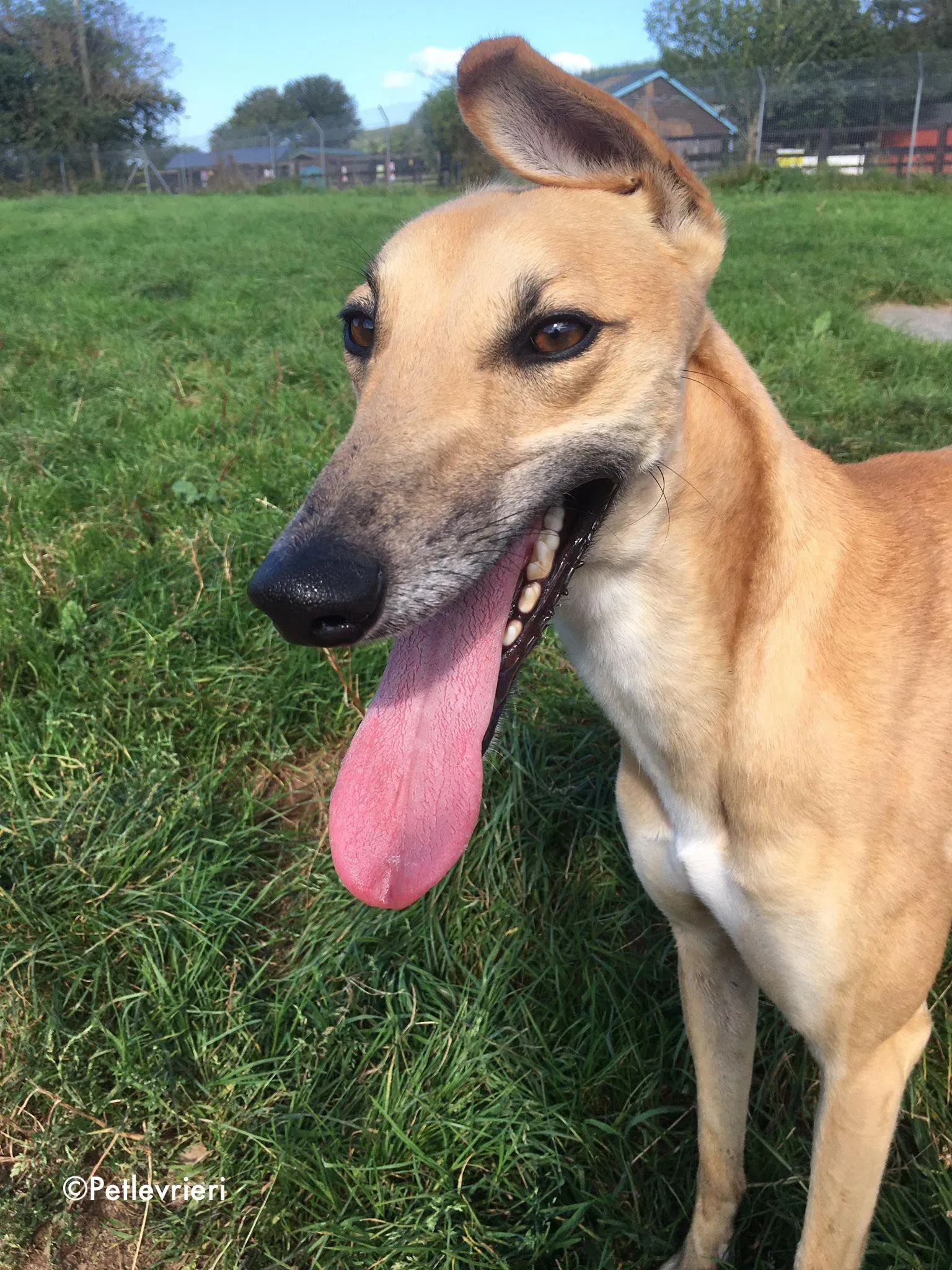 dinny adozione levrieri greyhound lurcher 7