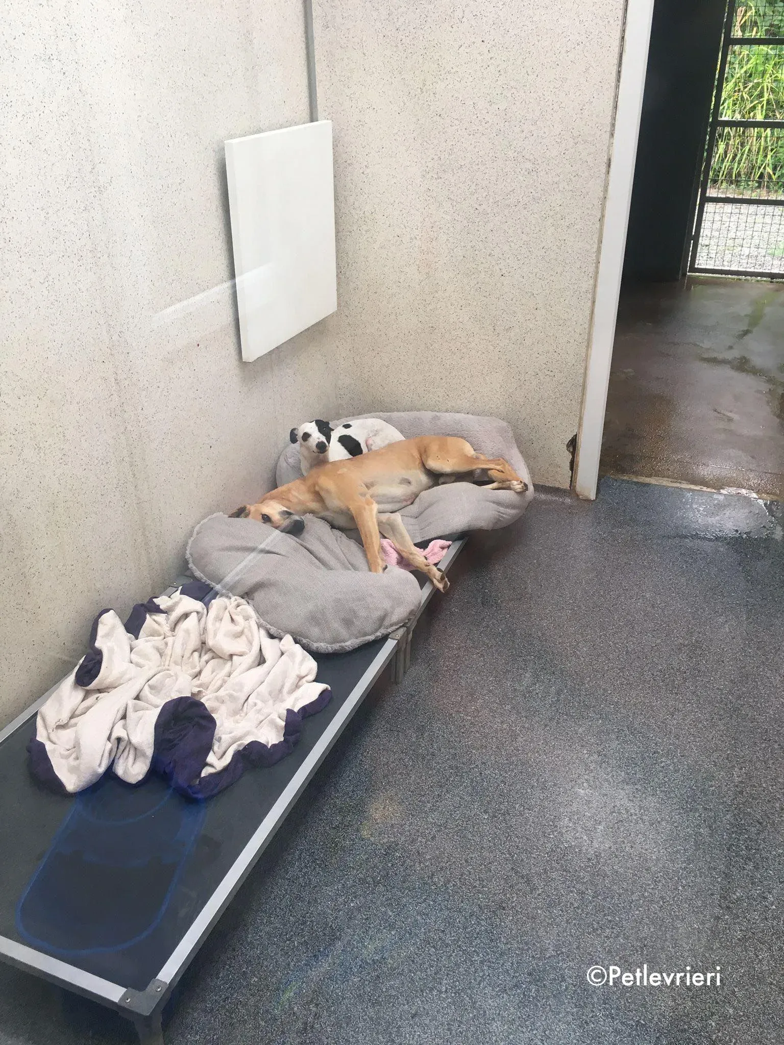 dinny adozione levrieri greyhound lurcher 8