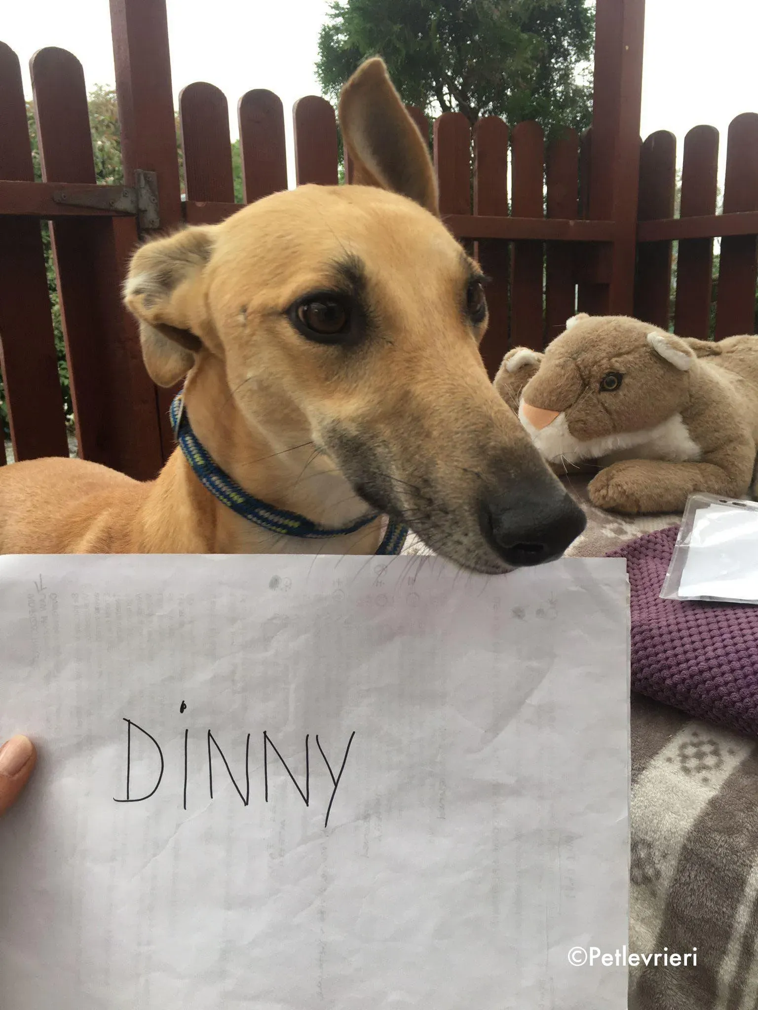 dinny adozione levrieri greyhound lurcher 9