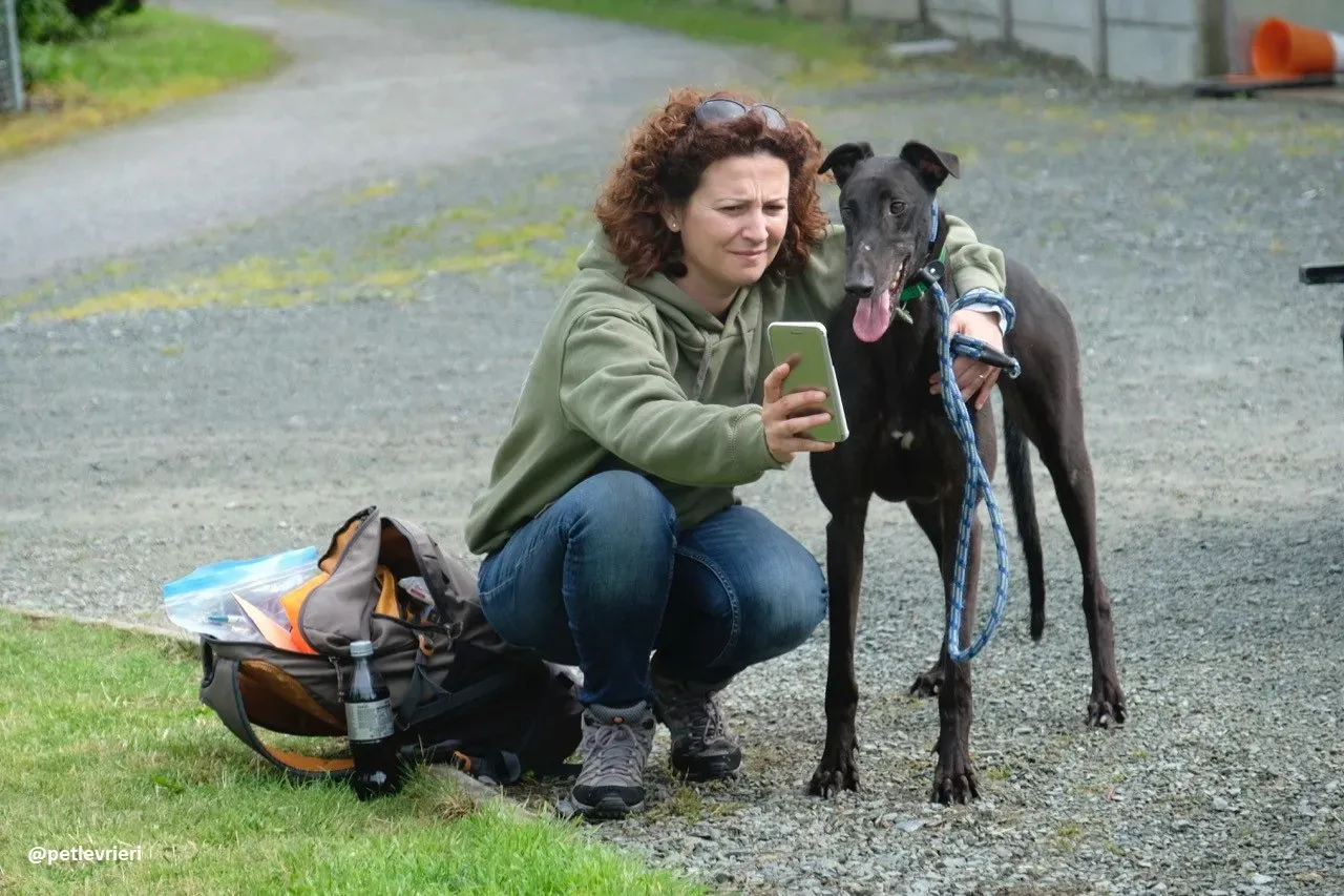 dizzie adozione greyhound 1