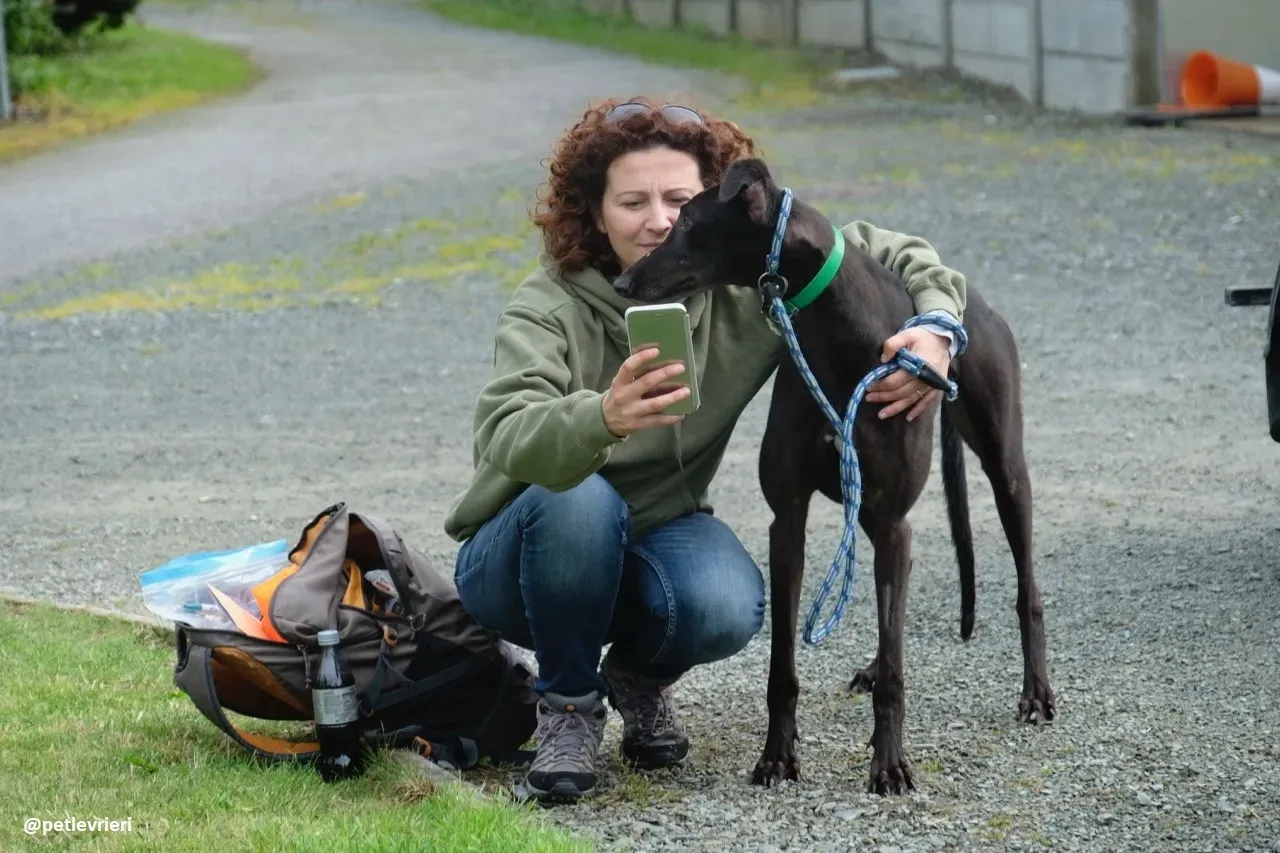 dizzie adozione greyhound 2