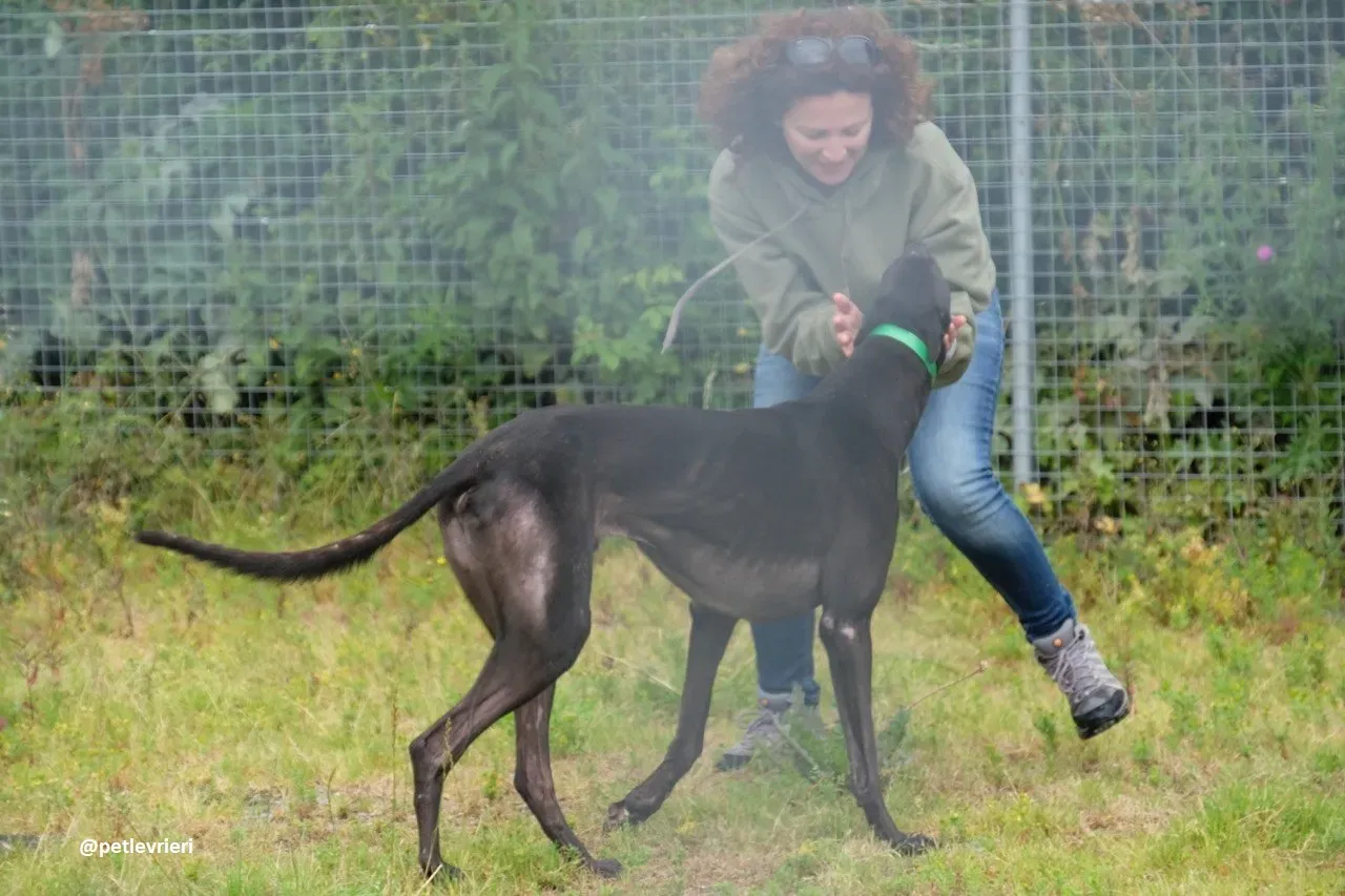 dizzie adozione greyhound 4