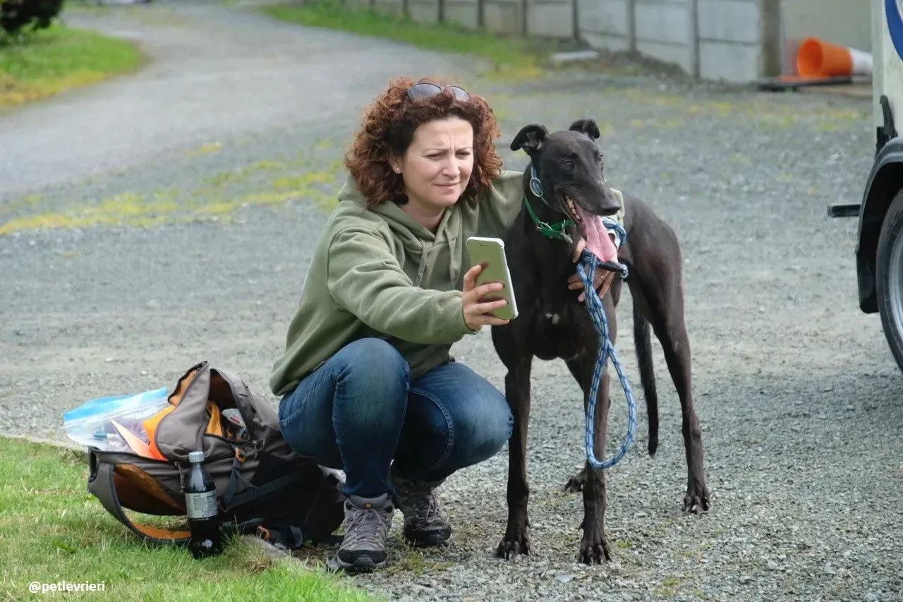 dizzie adozione greyhound