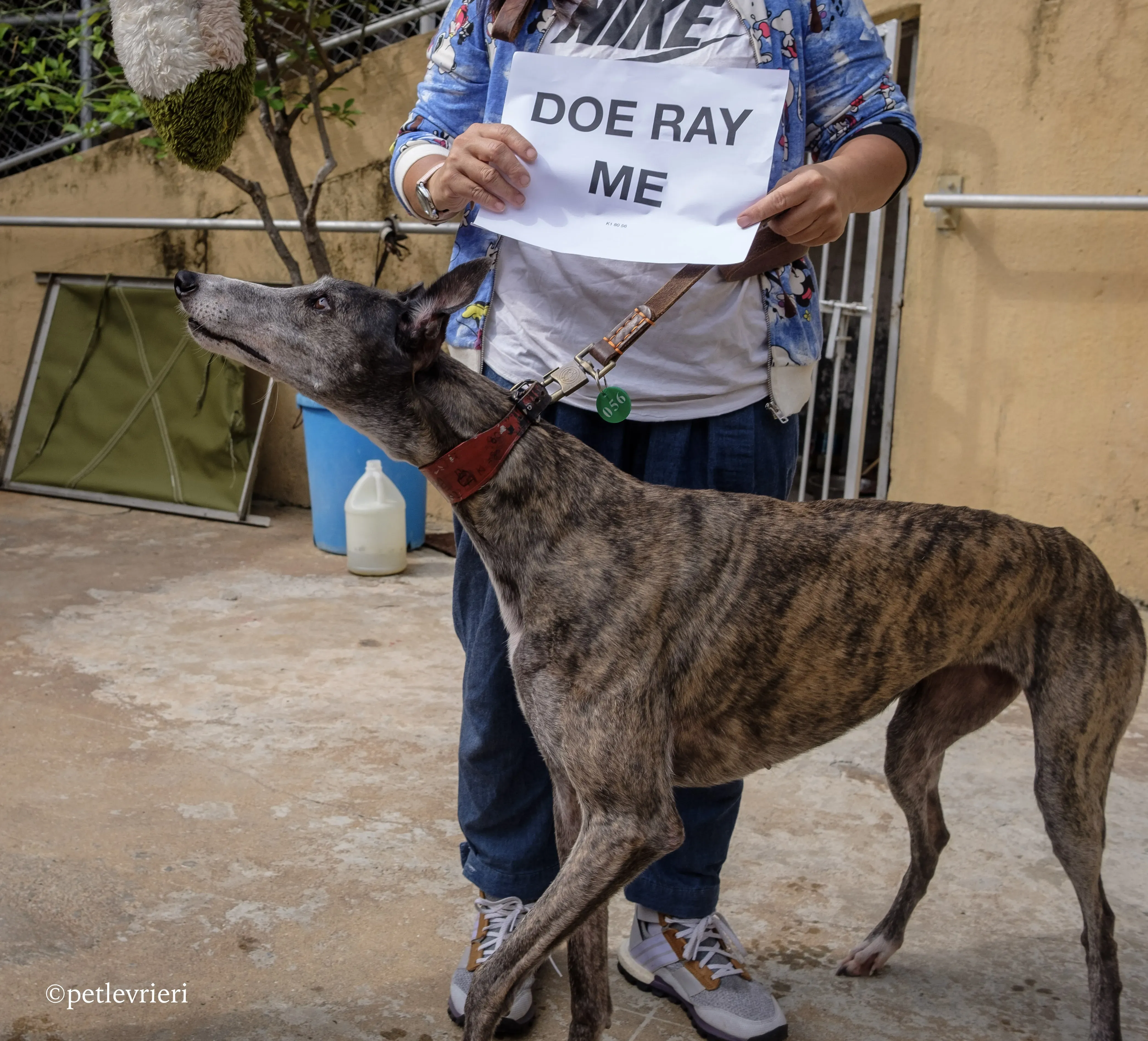 doe ray me adozione greyhound macao 1