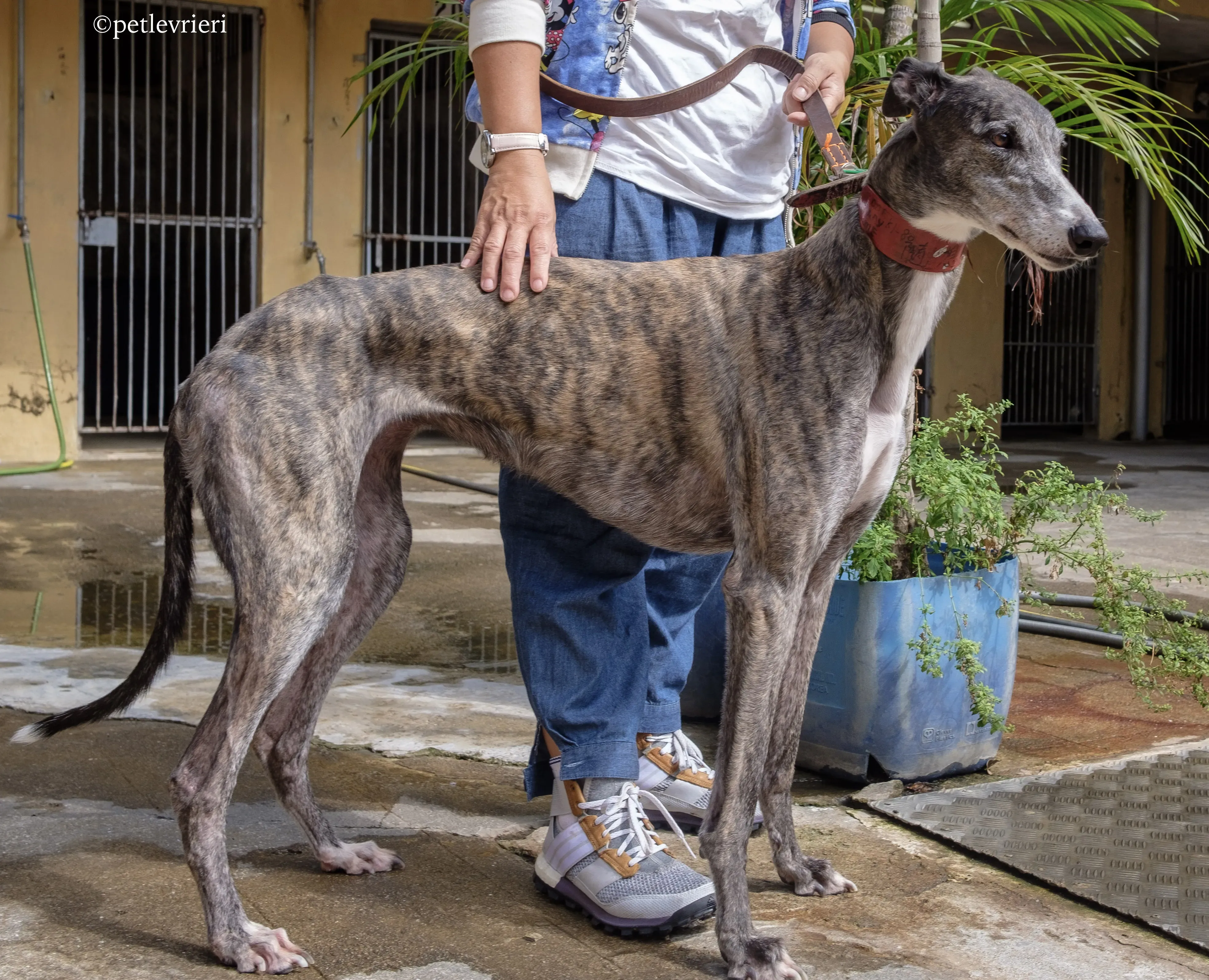 doe ray me adozione greyhound macao 10