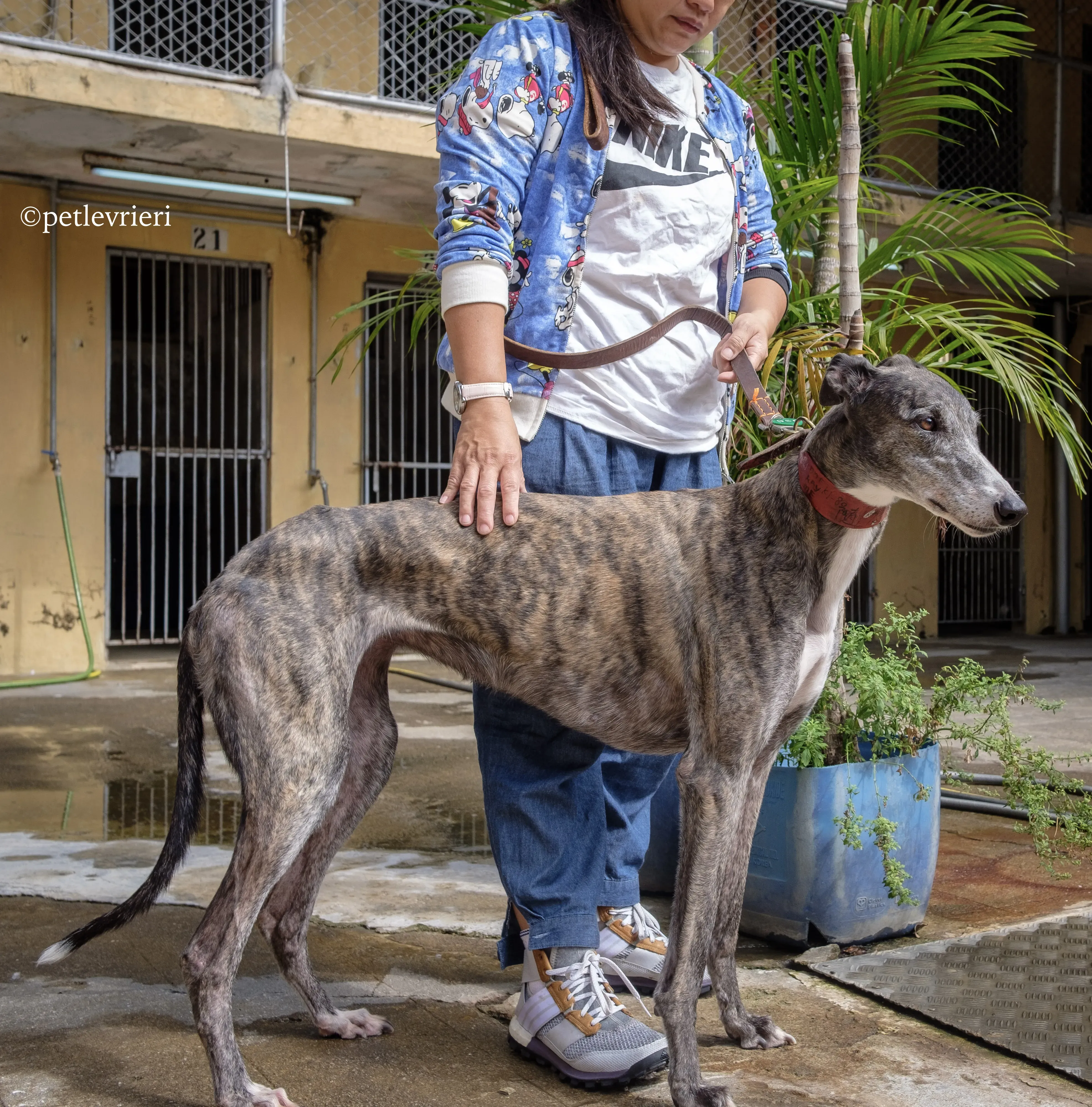 doe ray me adozione greyhound macao 12