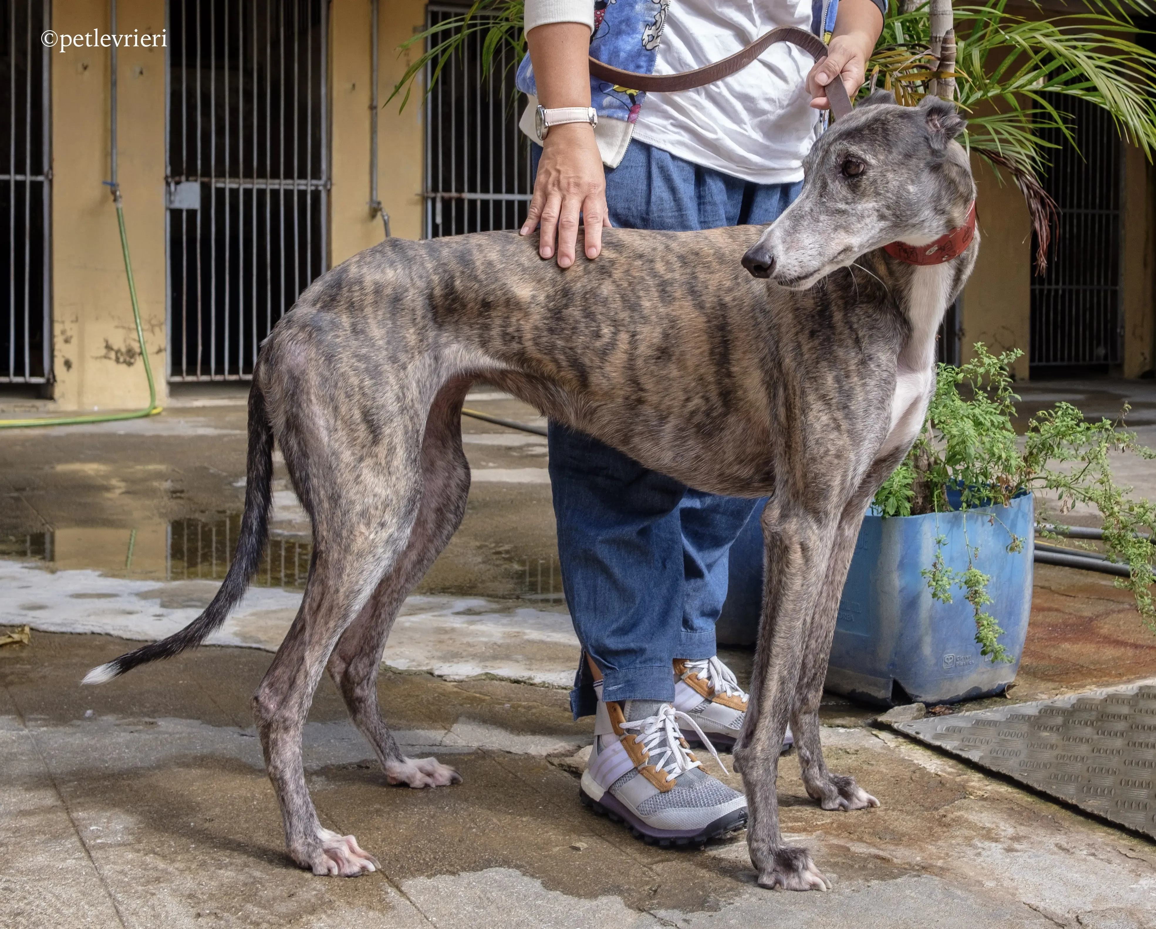 doe ray me adozione greyhound macao 13