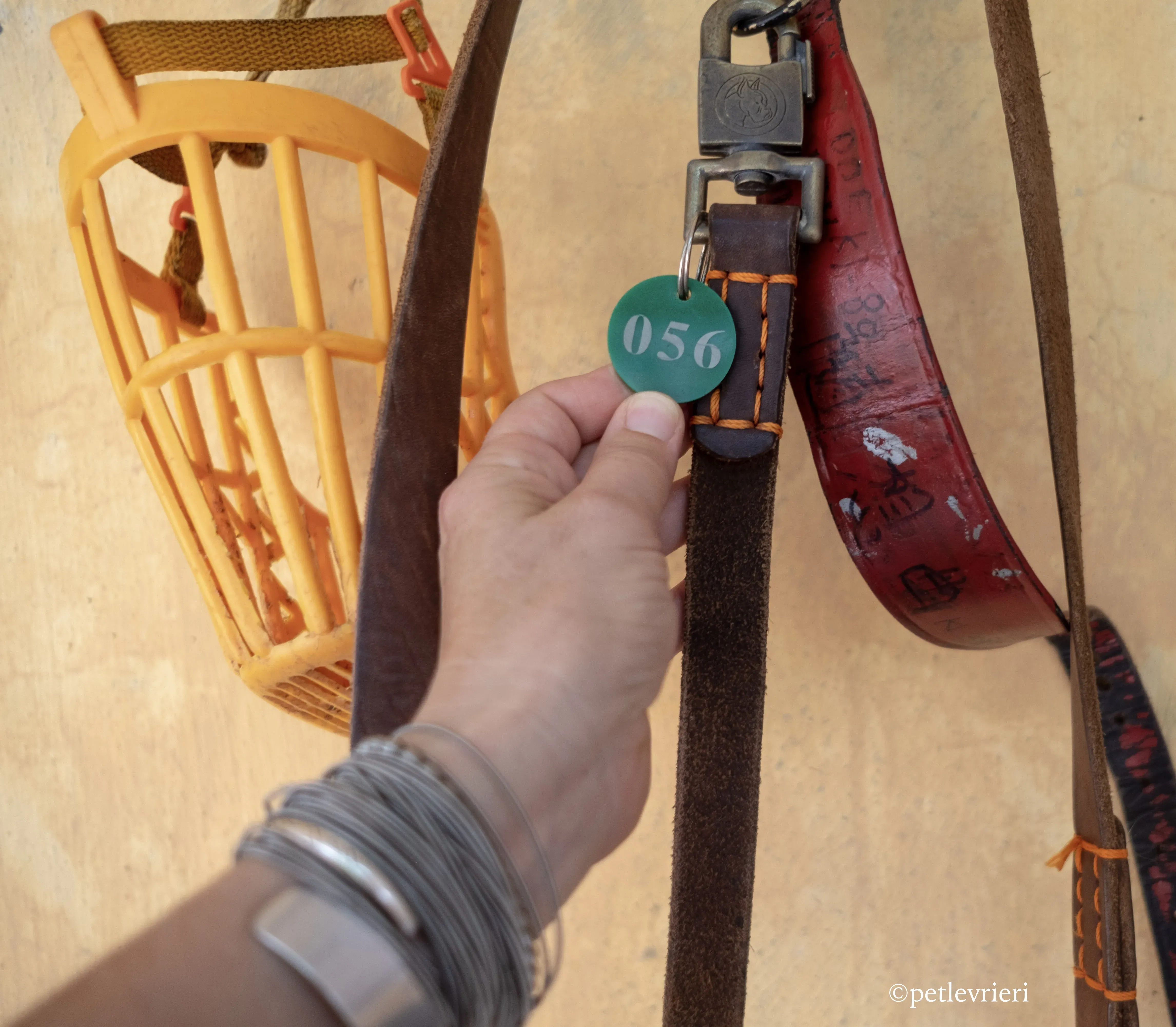 doe ray me adozione greyhound macao 14