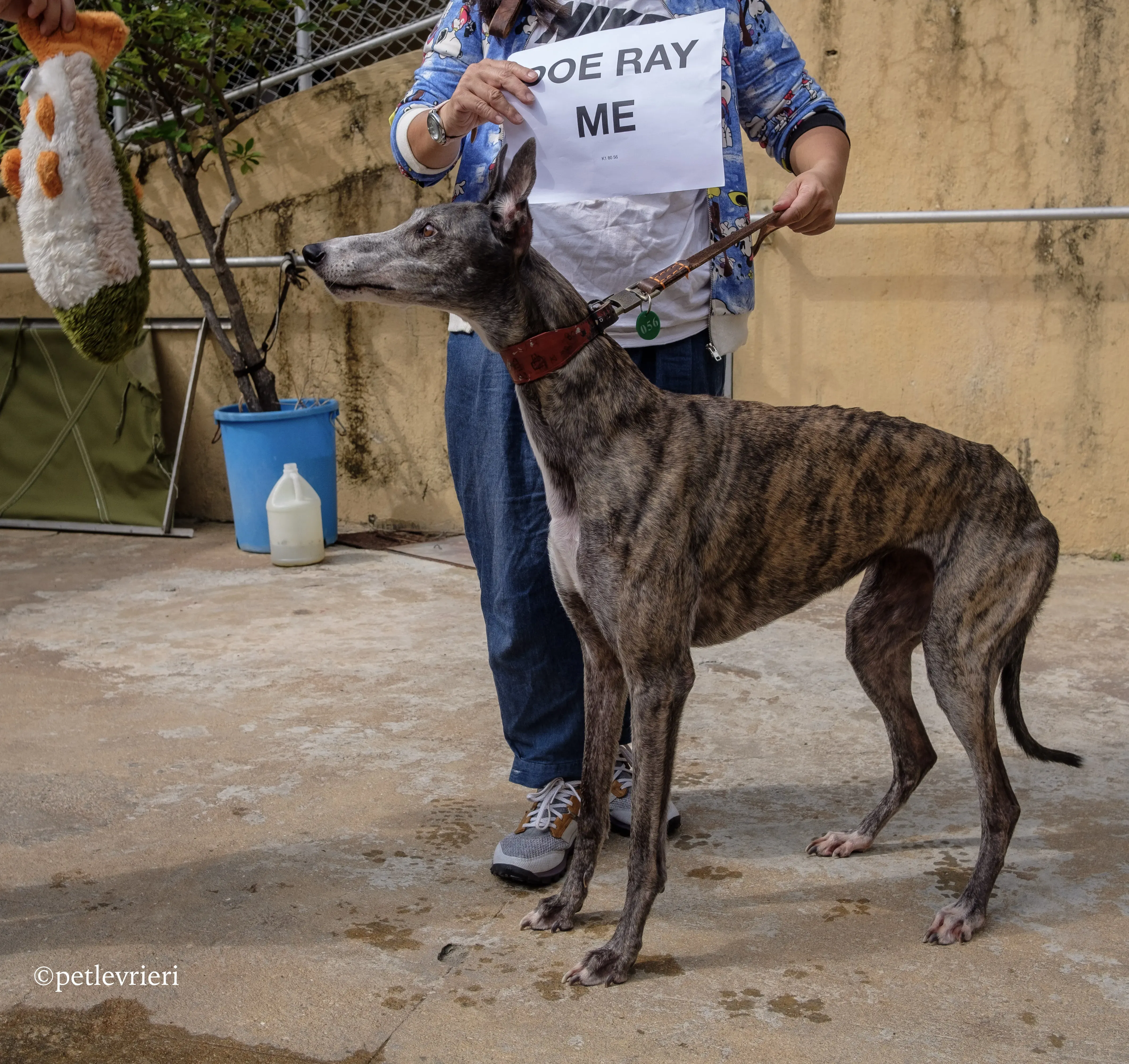 doe ray me adozione greyhound macao 2