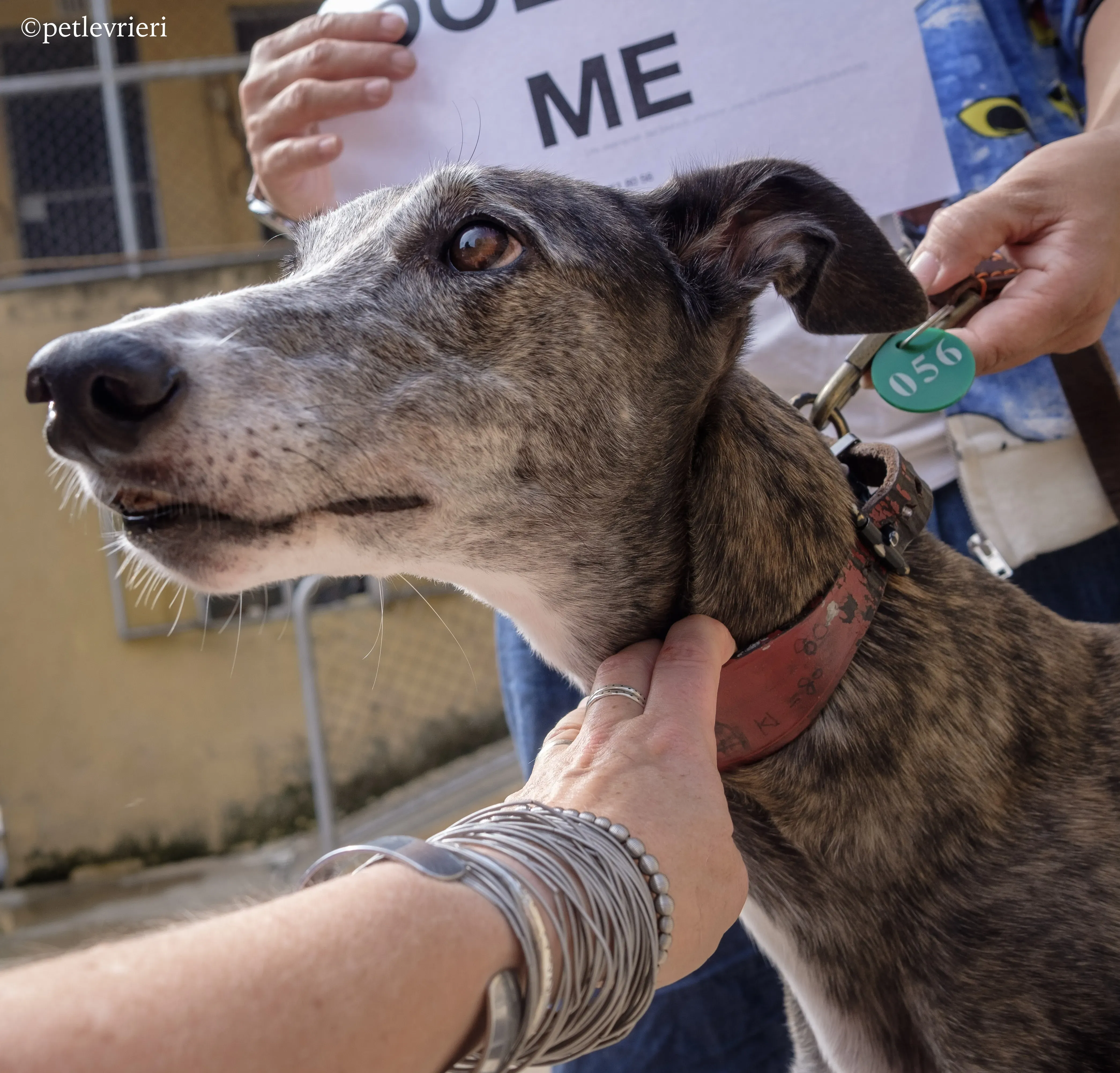 doe ray me adozione greyhound macao 4