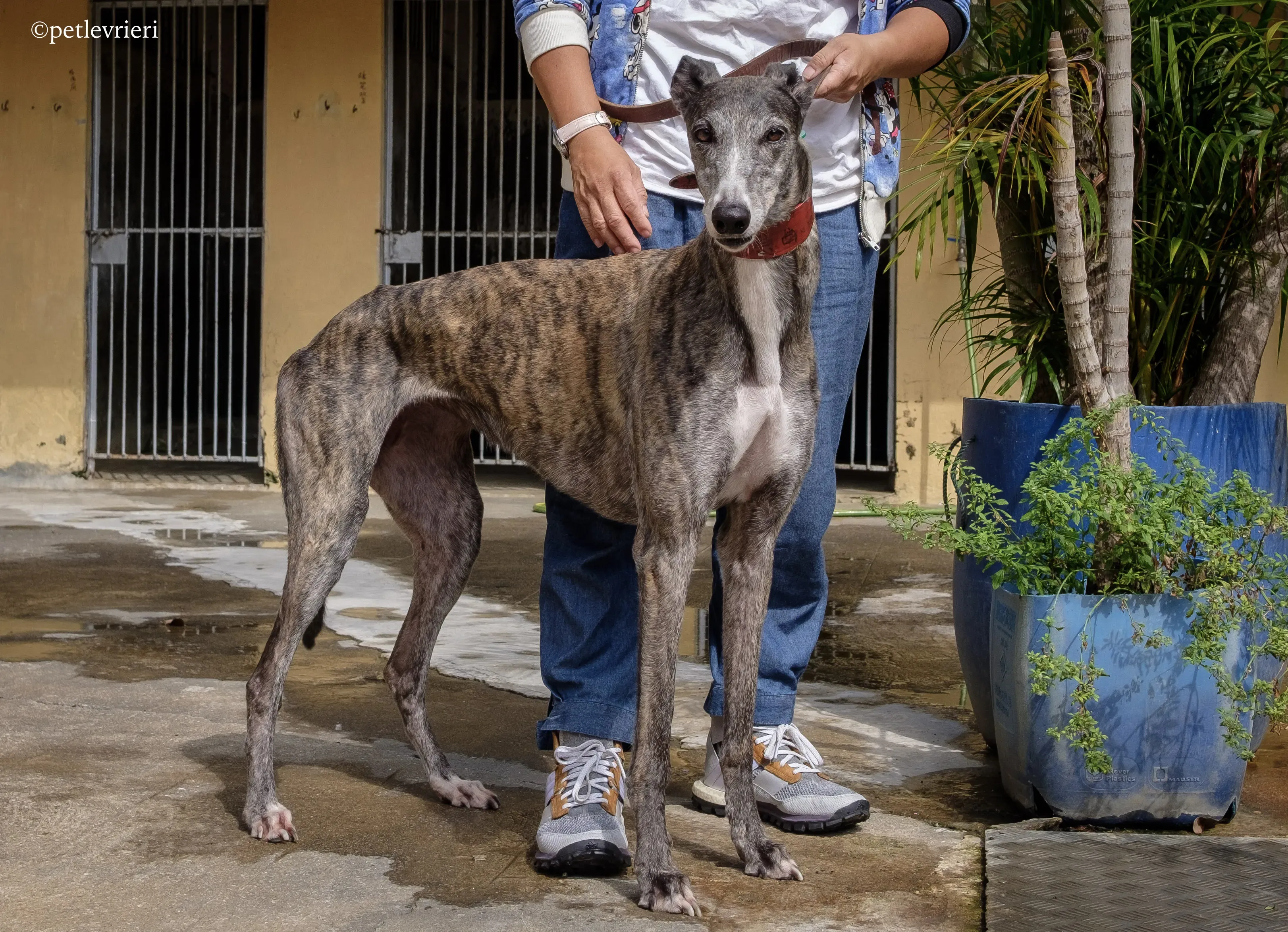 doe ray me adozione greyhound macao 6