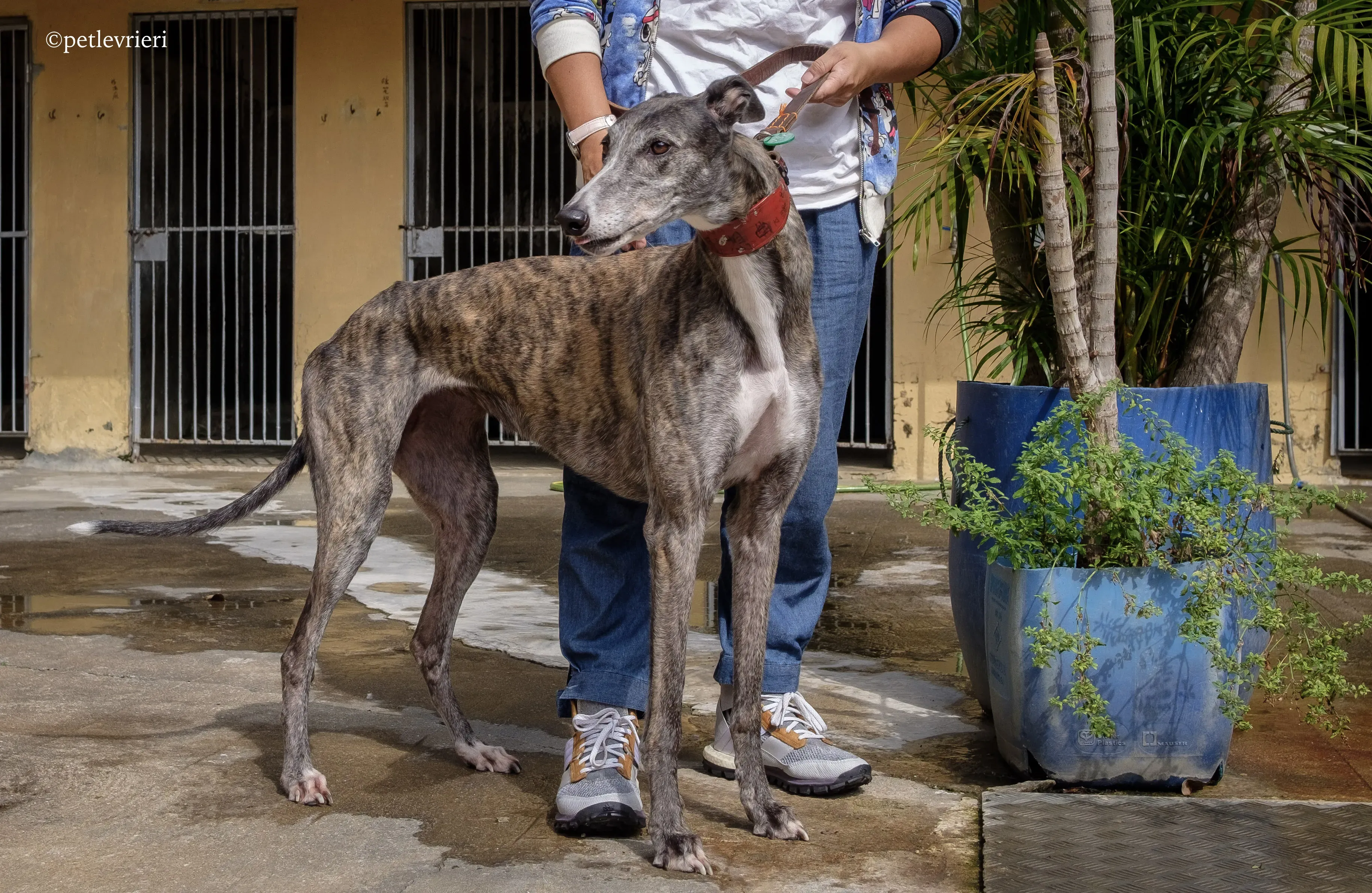 doe ray me adozione greyhound macao 7