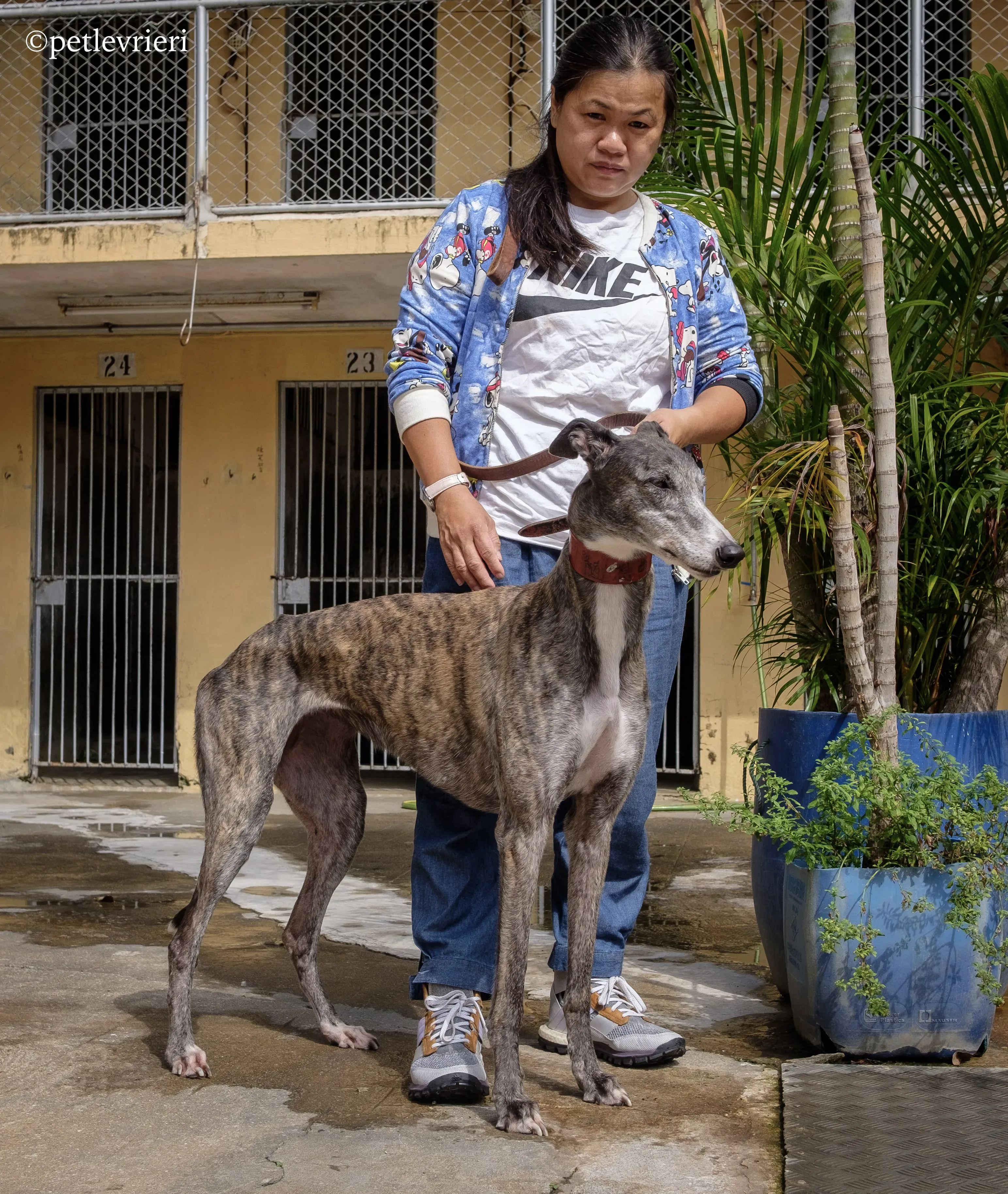 doe ray me adozione greyhound macao 8