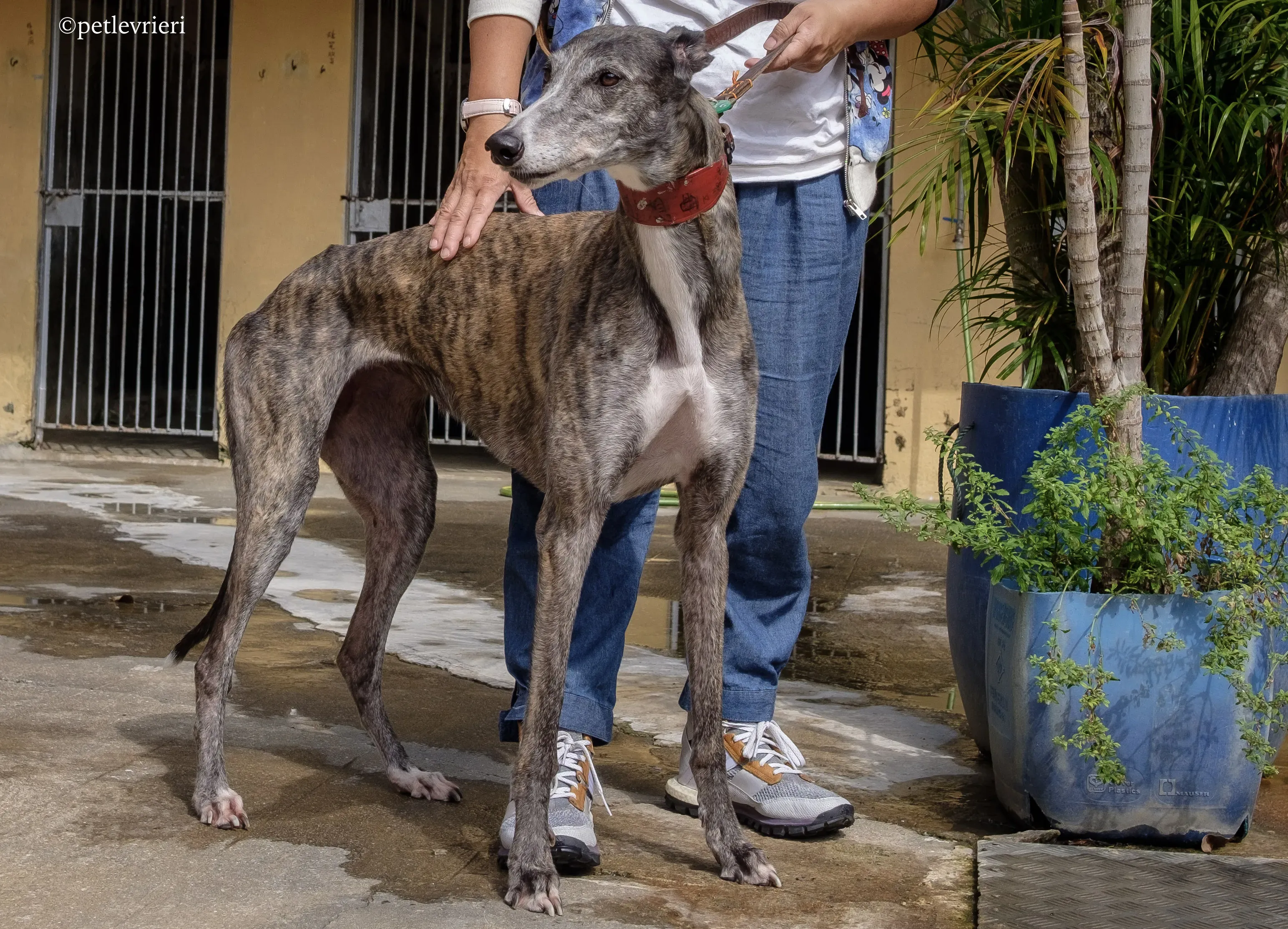 doe ray me adozione greyhound macao 9