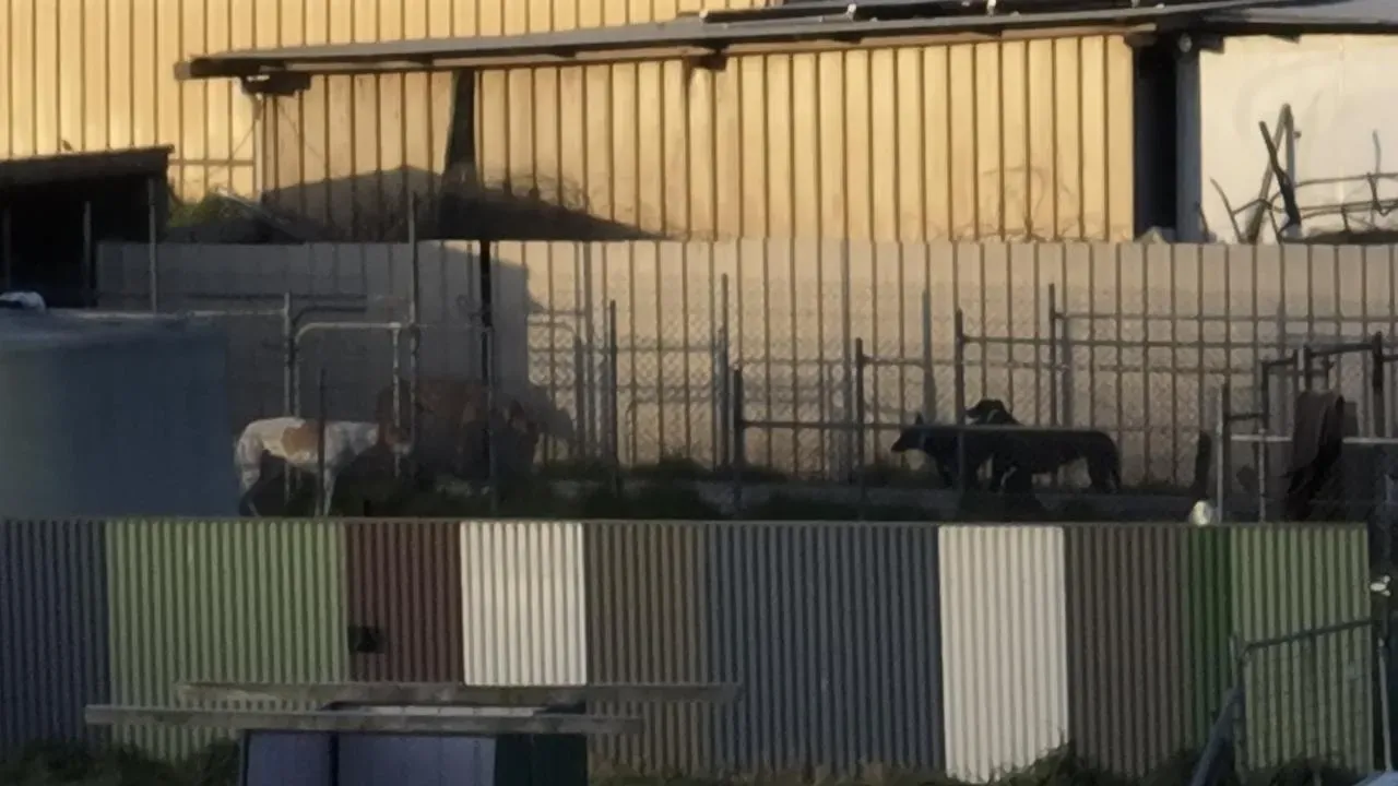 dogs at greyhound trainer Anthony Bullock facility