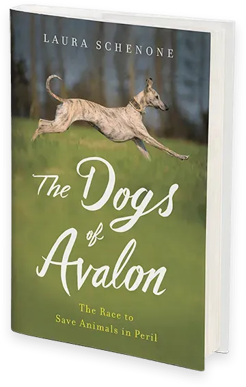 dogs of avalon transparent background