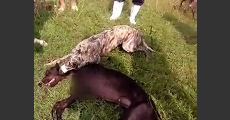 dogs poisoned to death after racing in vietnam animals australia