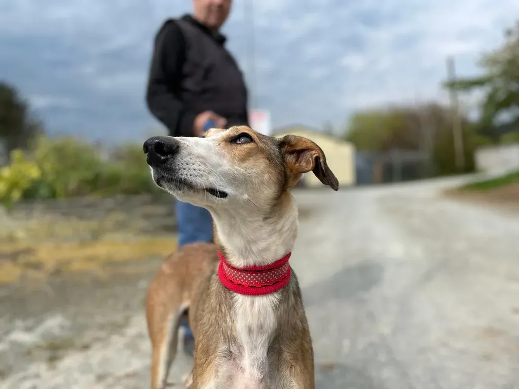 donna lurcher saluki adozioni petlevrieri 22