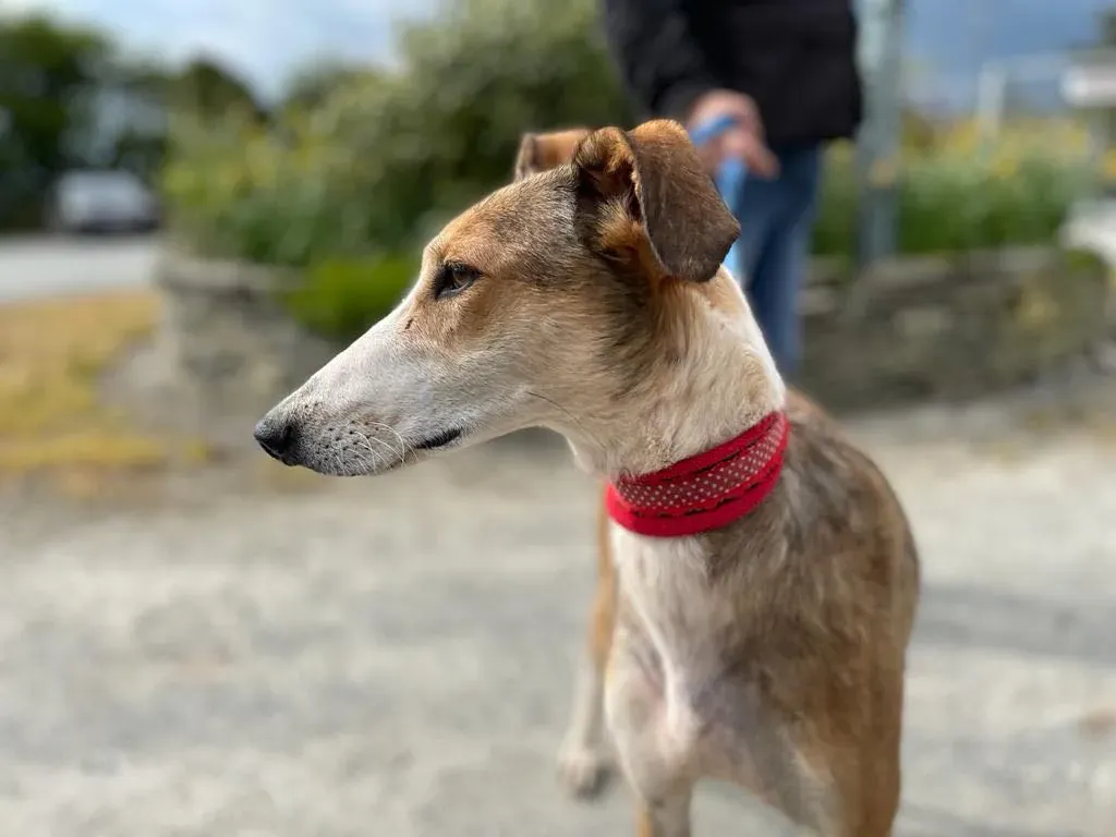 donna lurcher saluki adozioni petlevrieri 23