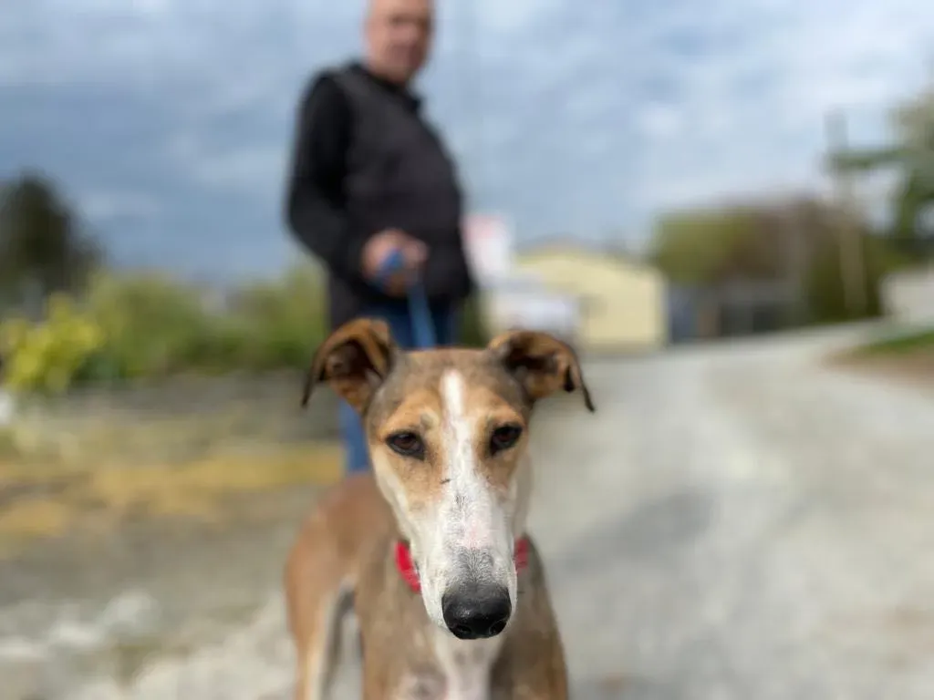 donna lurcher saluki adozioni petlevrieri 24